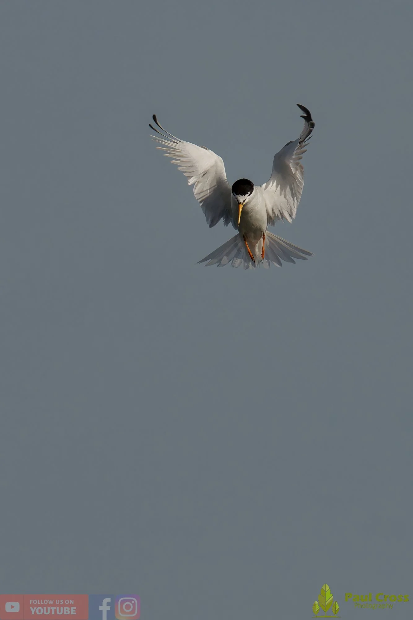 Little Tern-00382.jpg