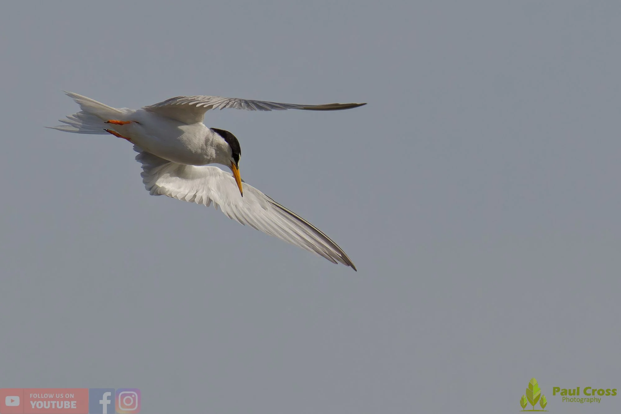 Little Tern-00390.jpg