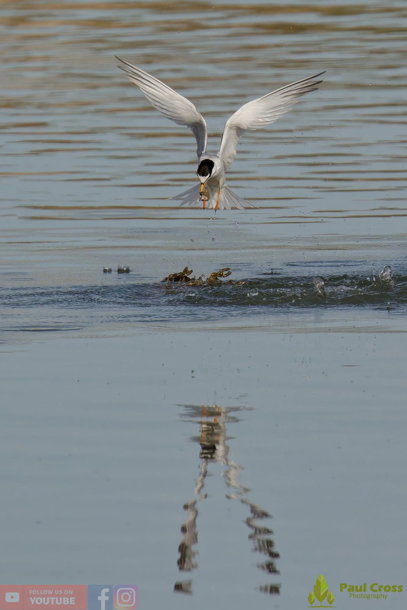Little Tern-00398.jpg