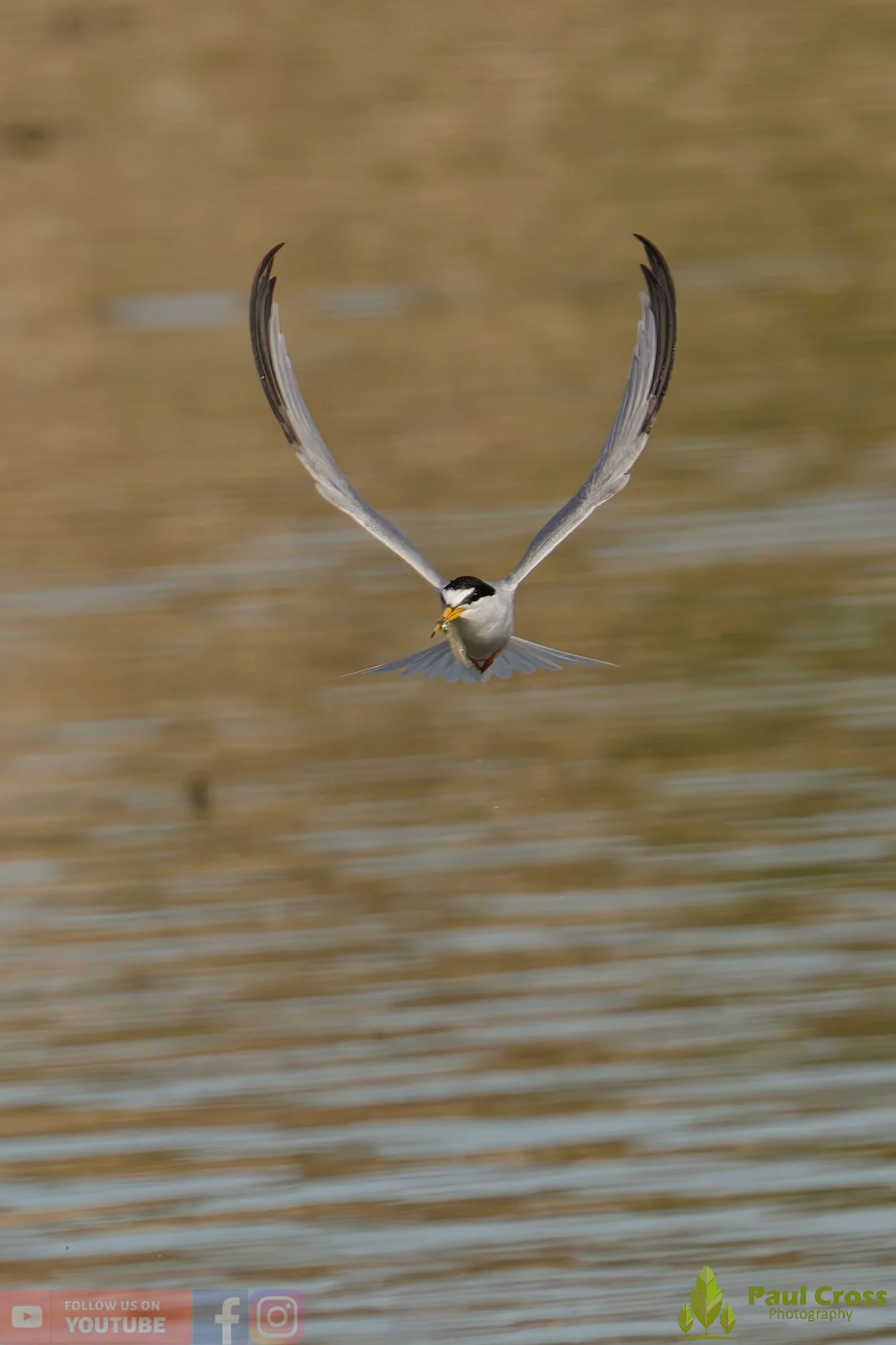 Little Tern-00399.jpg