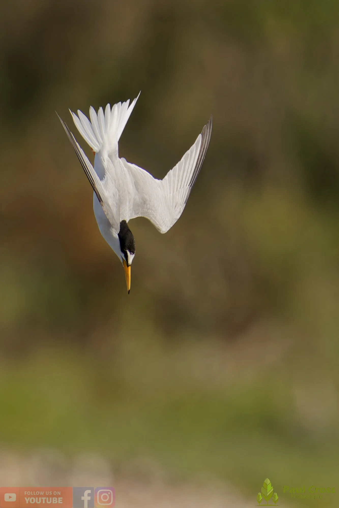 Little Tern-00402.jpg