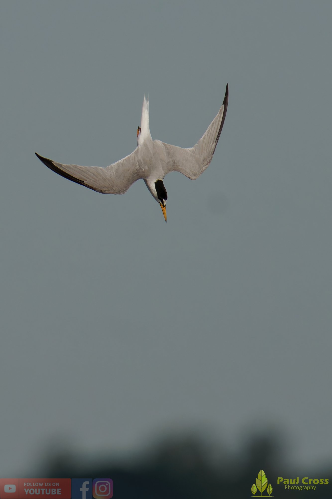 Little Tern-00406.jpg