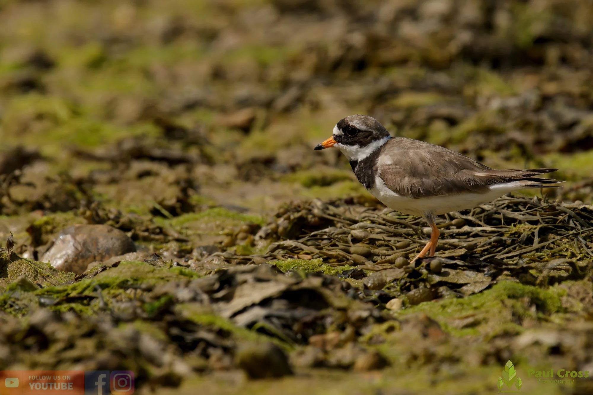 Ringed Plover-00104.jpg