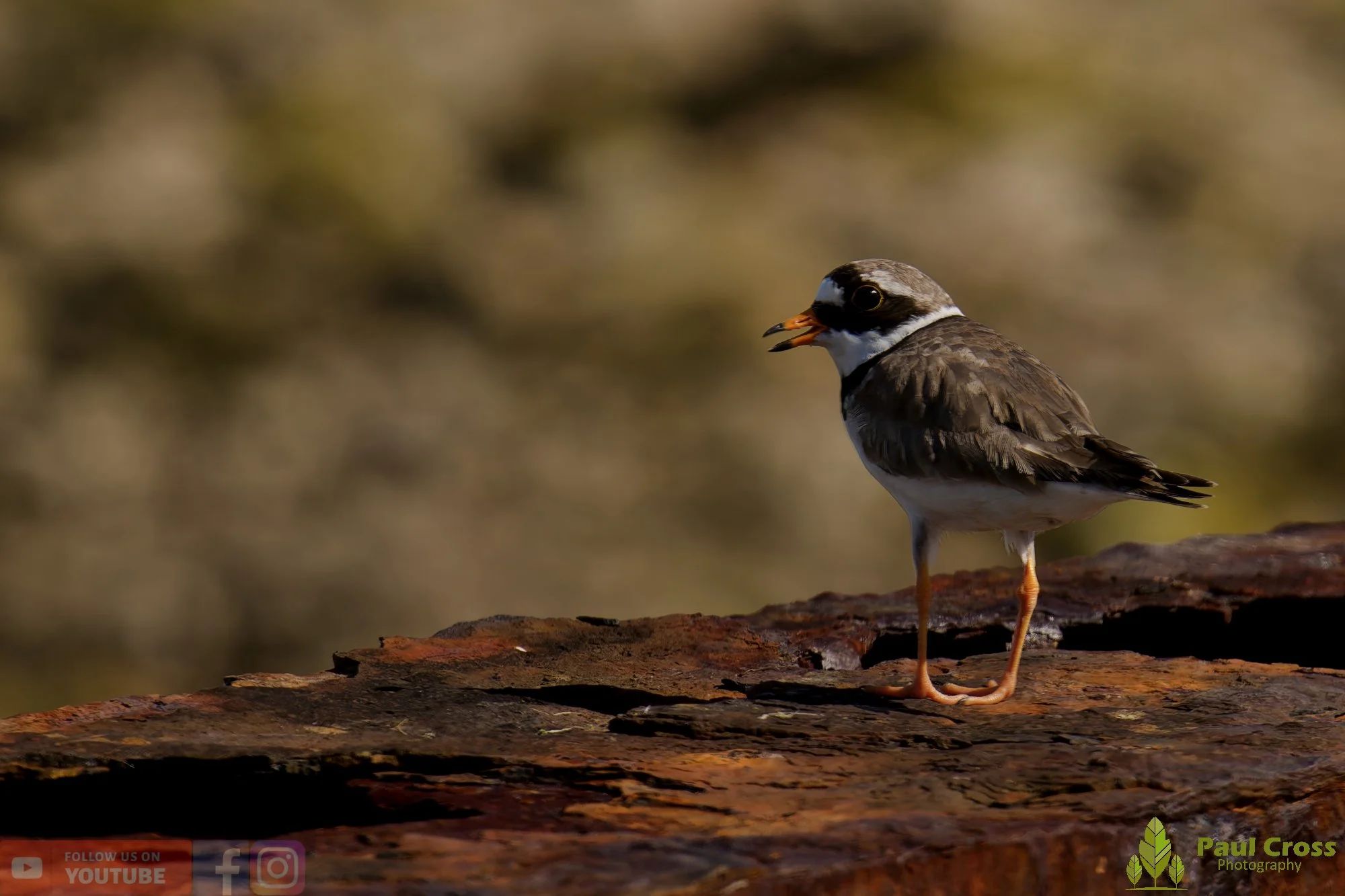 Ringed Plover-00105.jpg