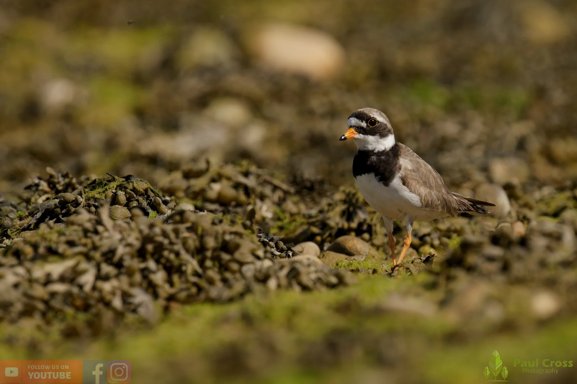 Ringed Plover-00106.jpg