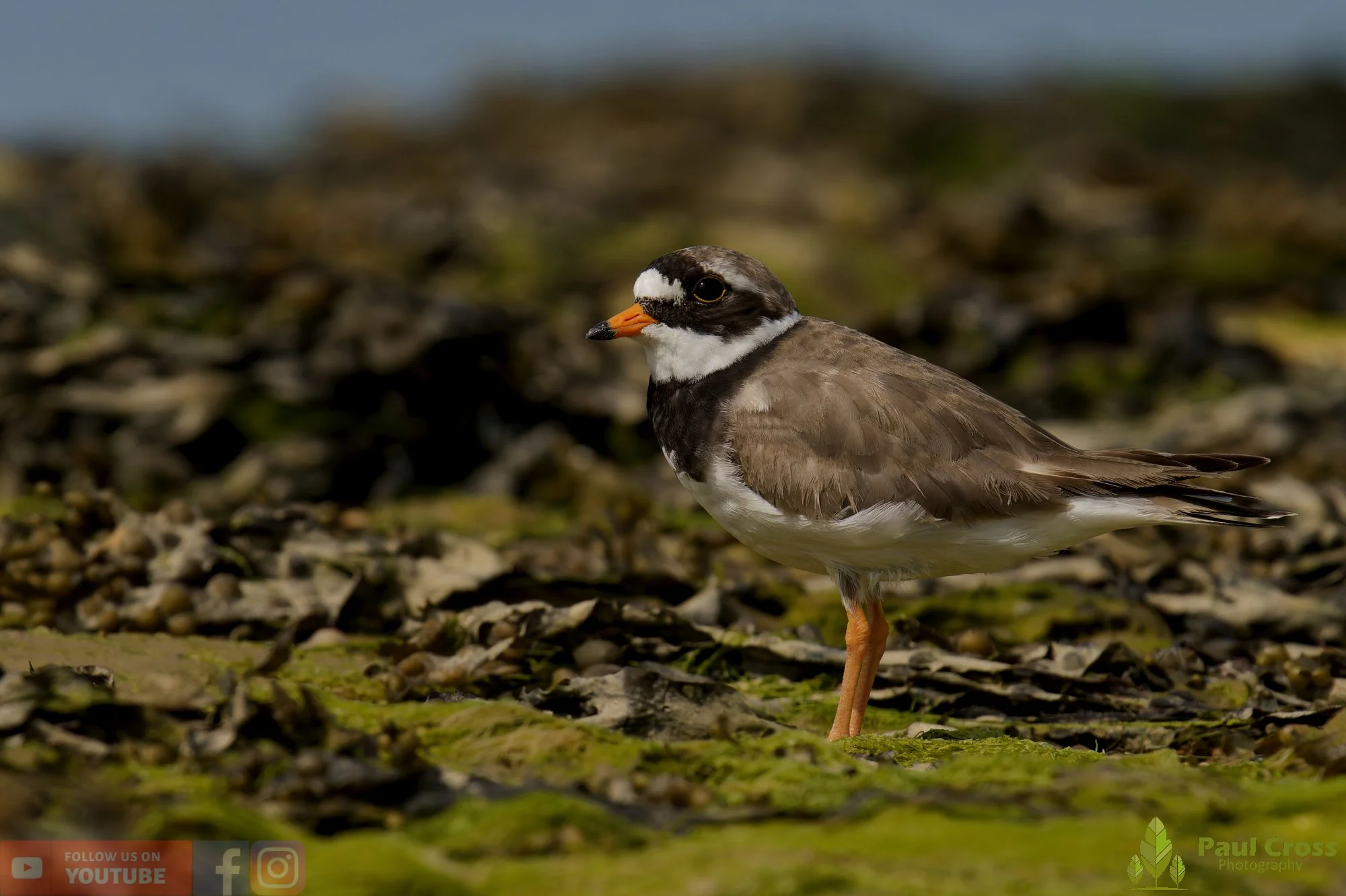 Ringed Plover-00108.jpg