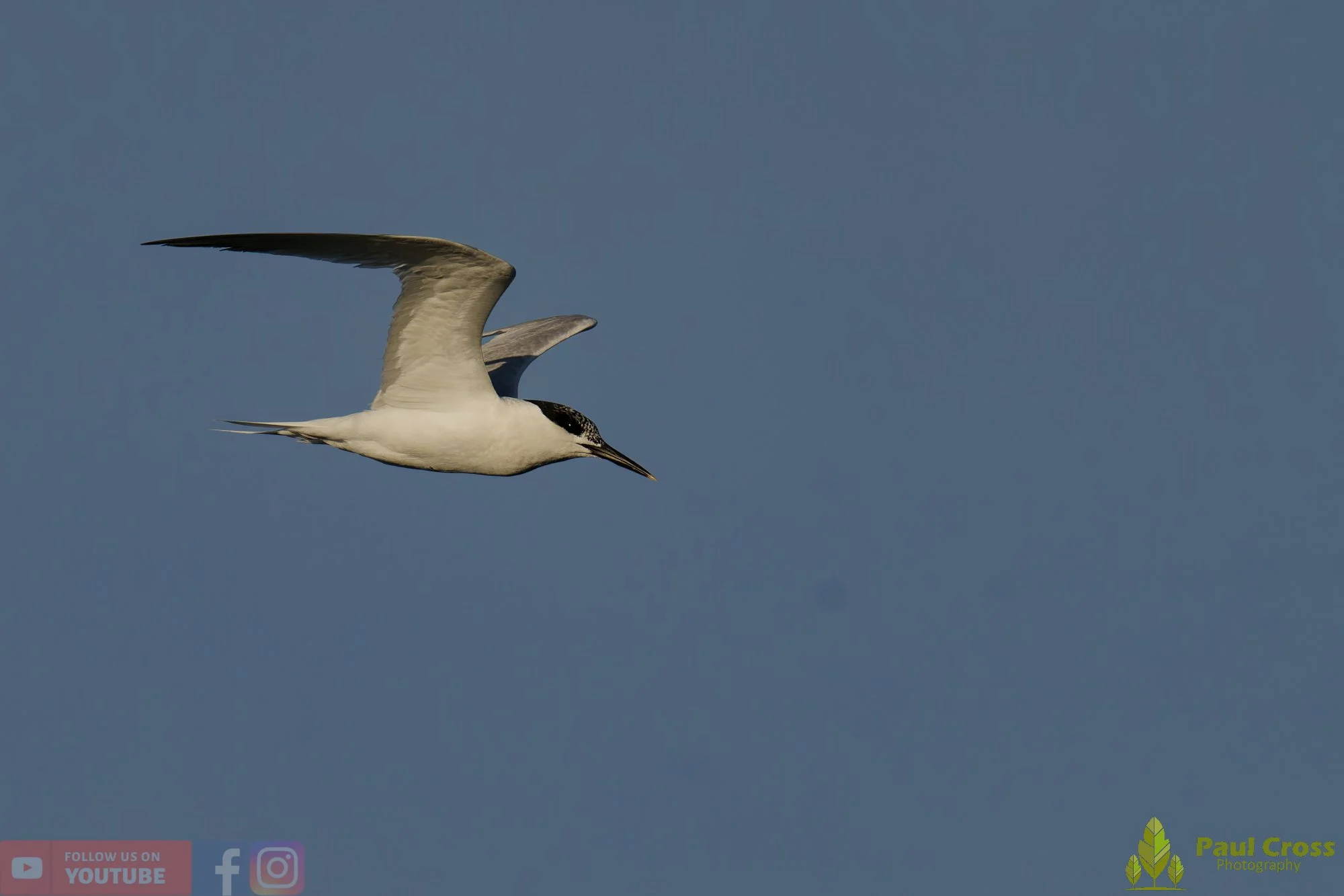 Sandwich Tern-00188.jpg