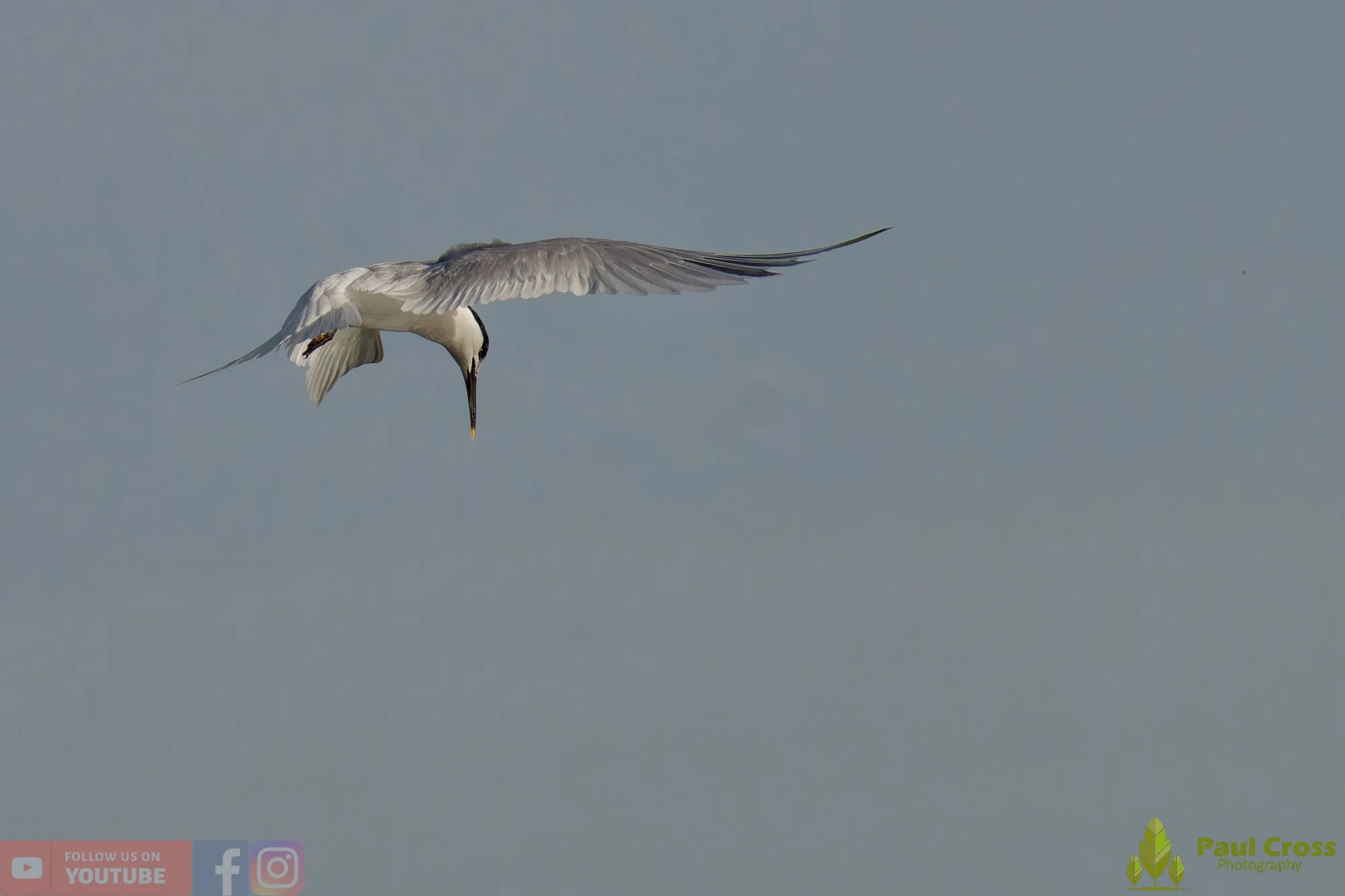 Sandwich Tern-00194.jpg