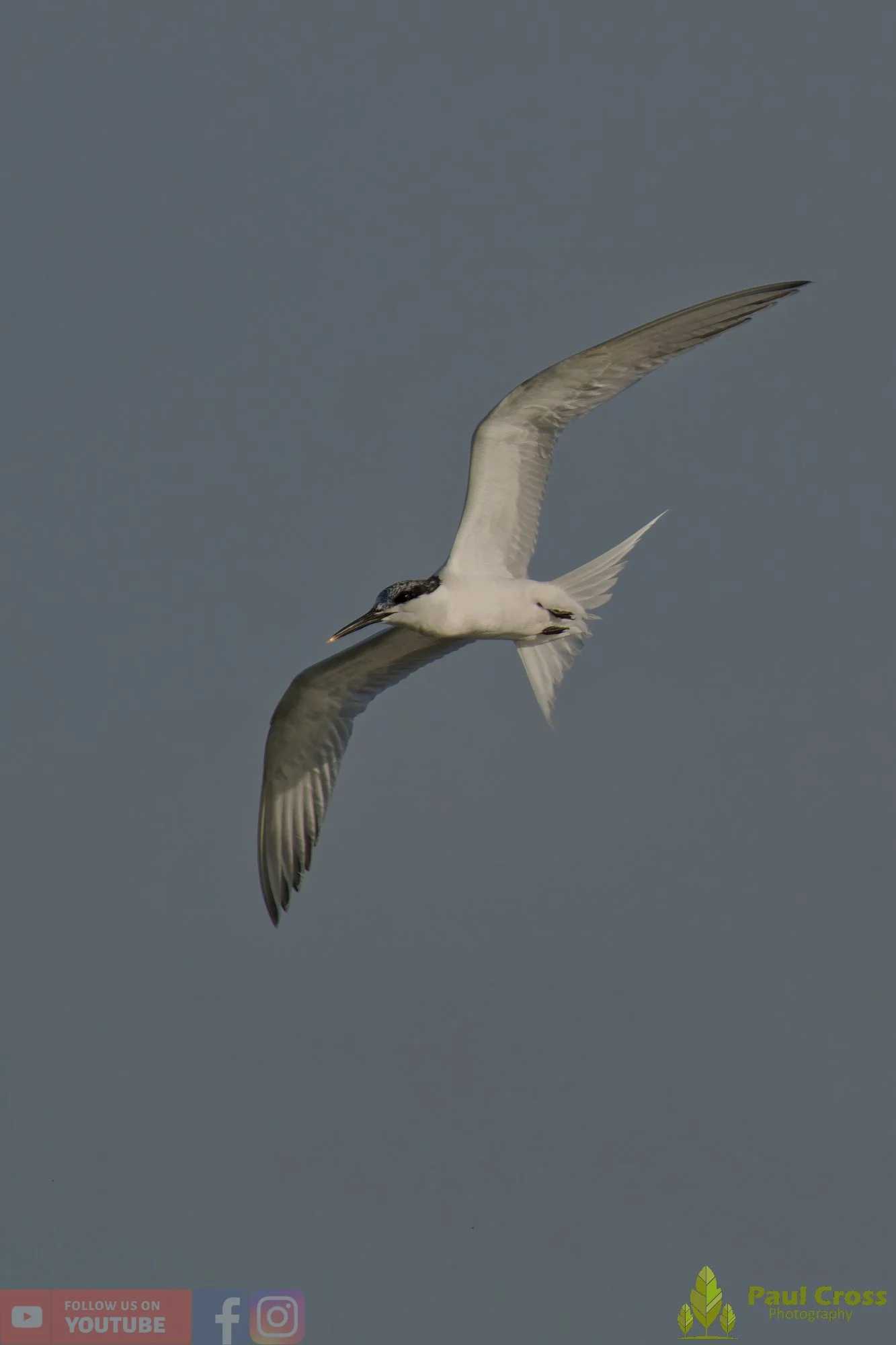 Sandwich Tern-00199.jpg