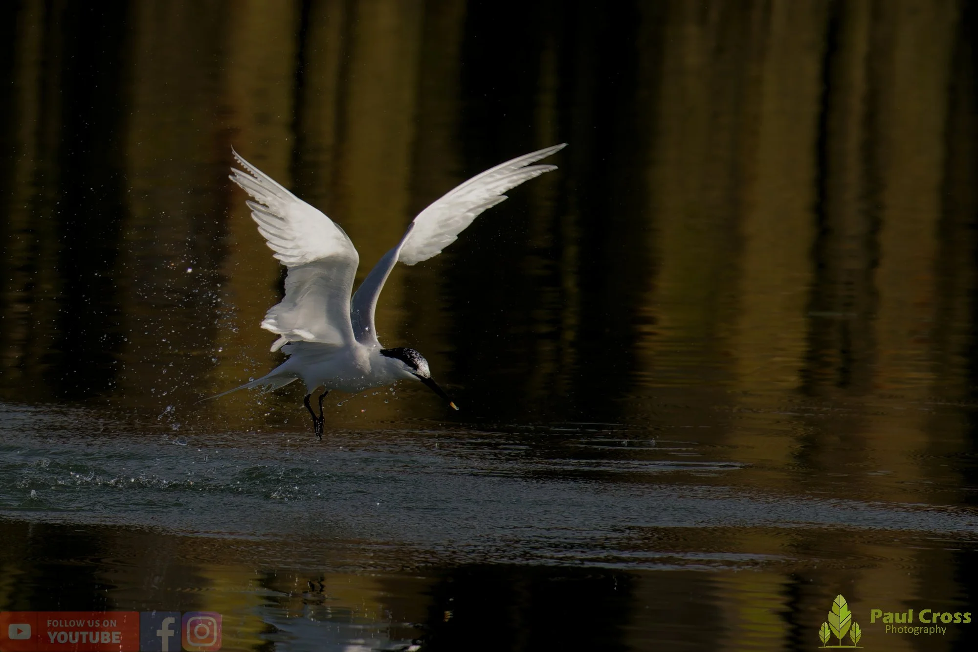 Sandwich Tern-00202.jpg