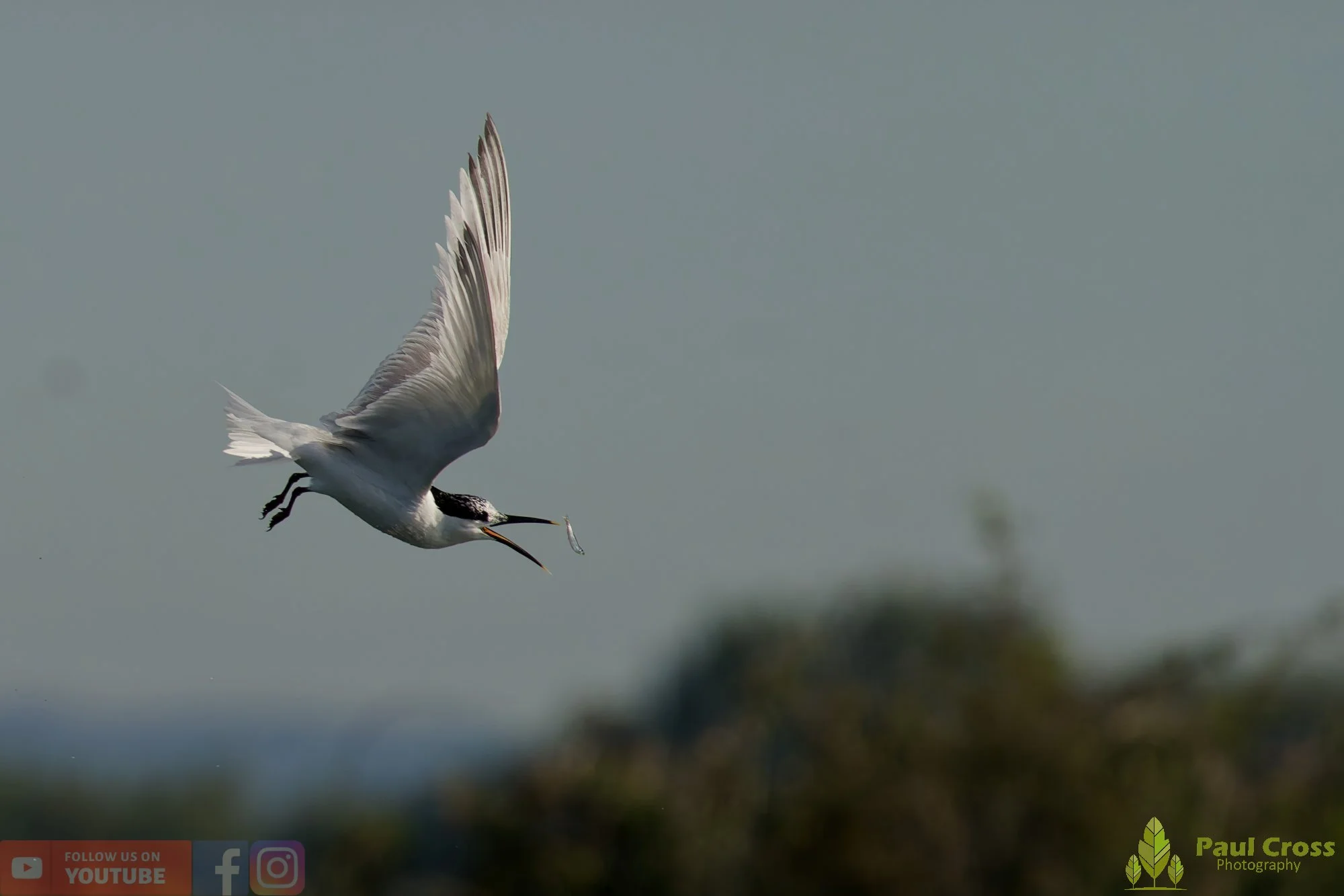 Sandwich Tern-00205.jpg