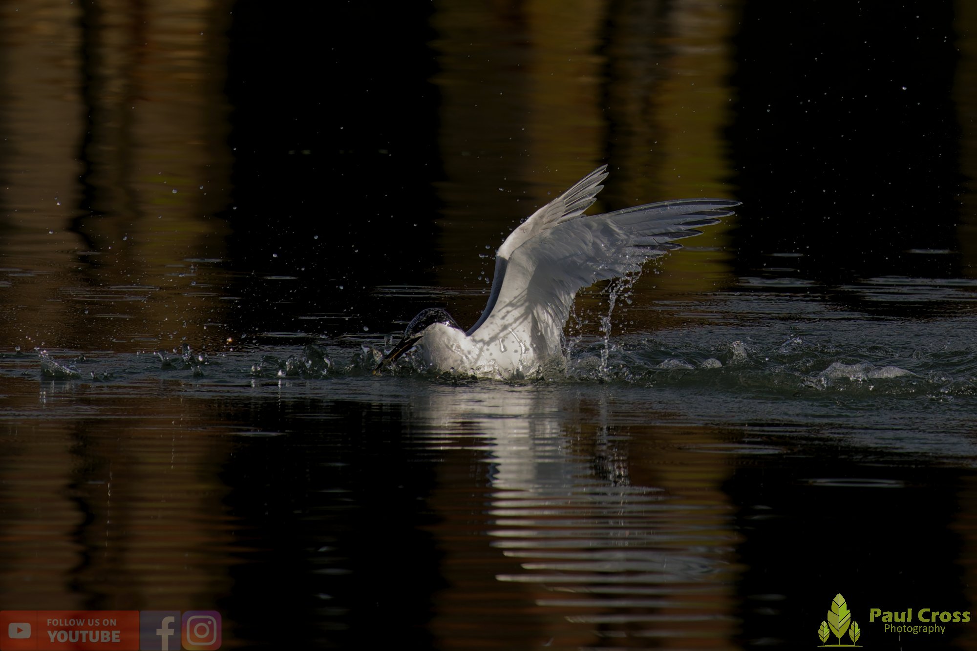 Sandwich Tern-00207.jpg