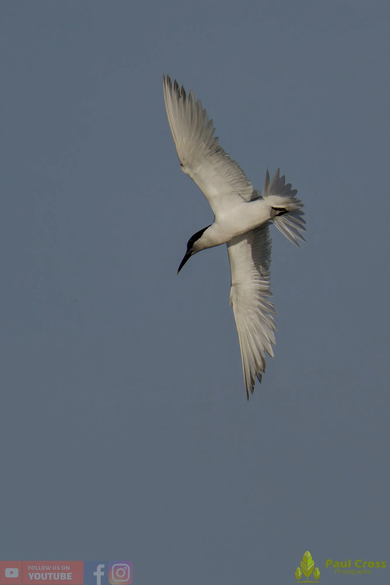 Sandwich Tern-00213.jpg