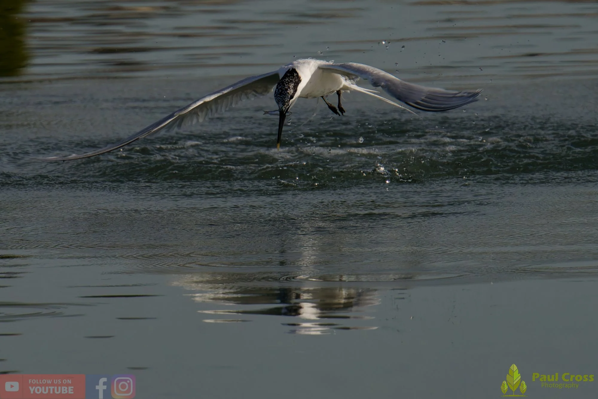 Sandwich Tern-00218.jpg