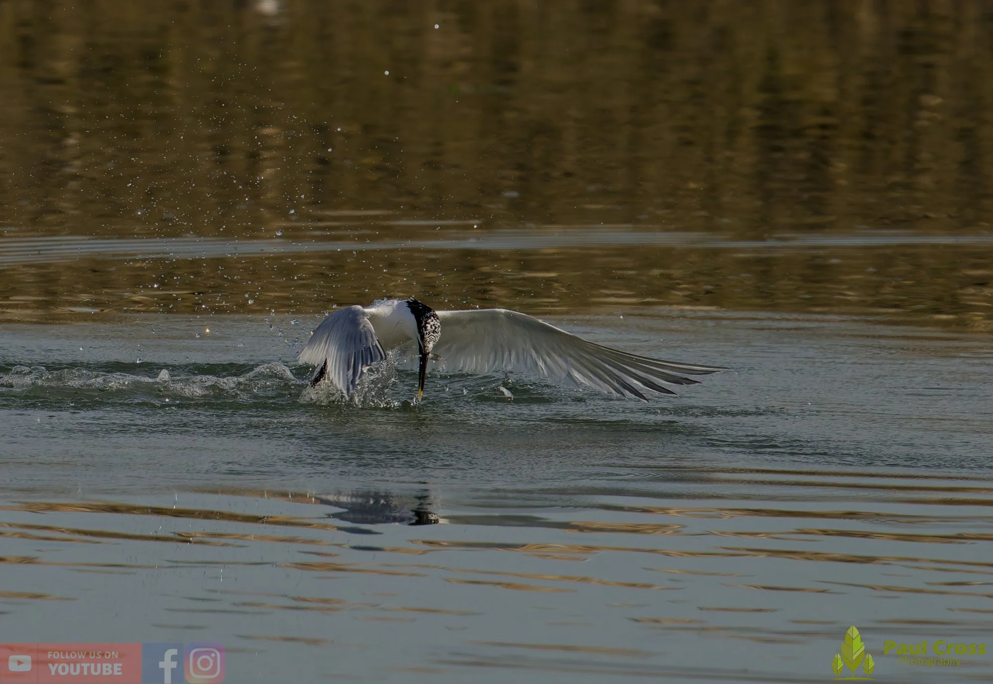 Sandwich Tern-00220.jpg