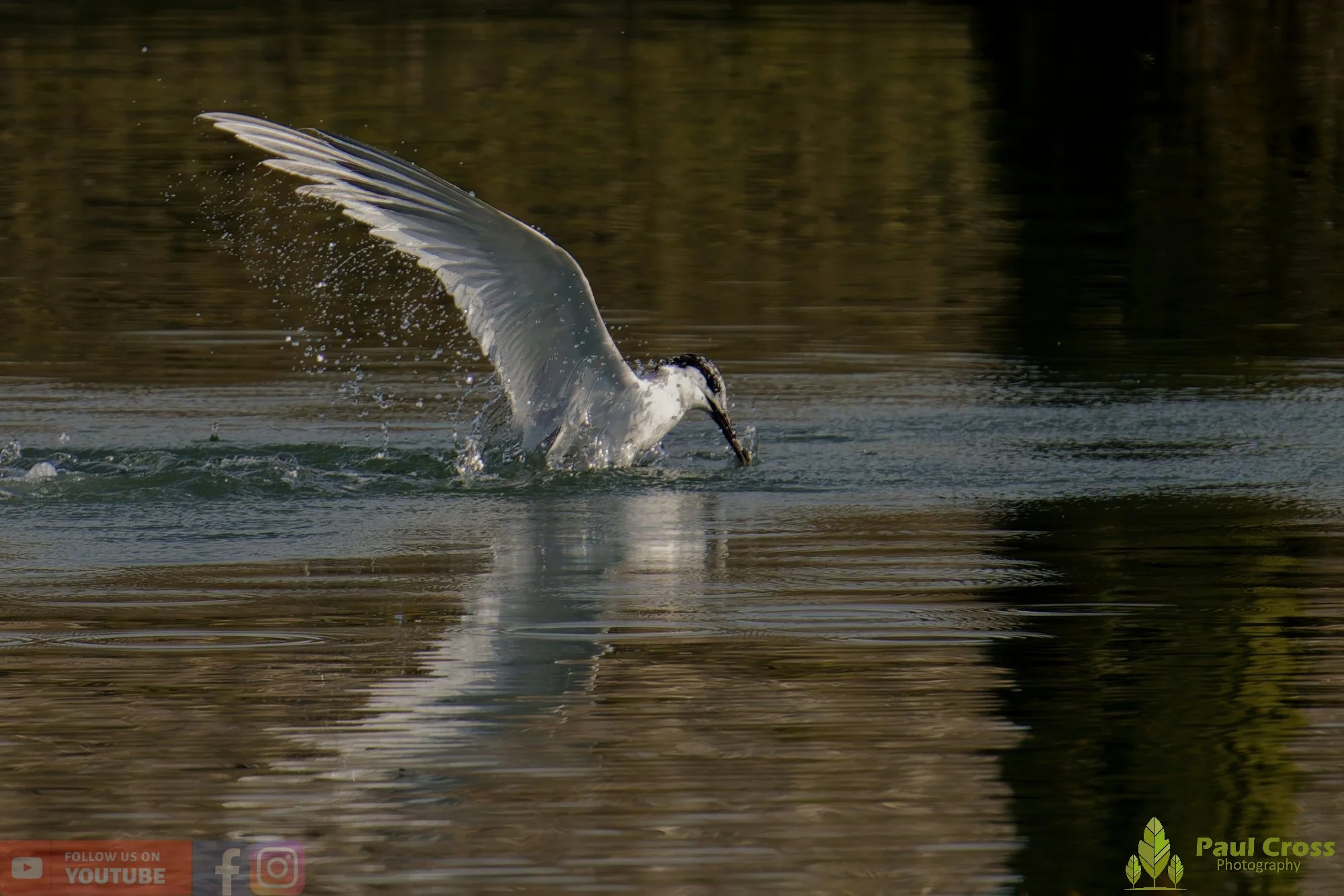 Sandwich Tern-00225.jpg