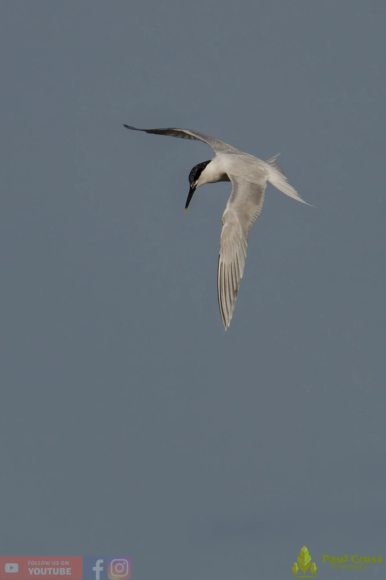 Sandwich Tern-00227.jpg