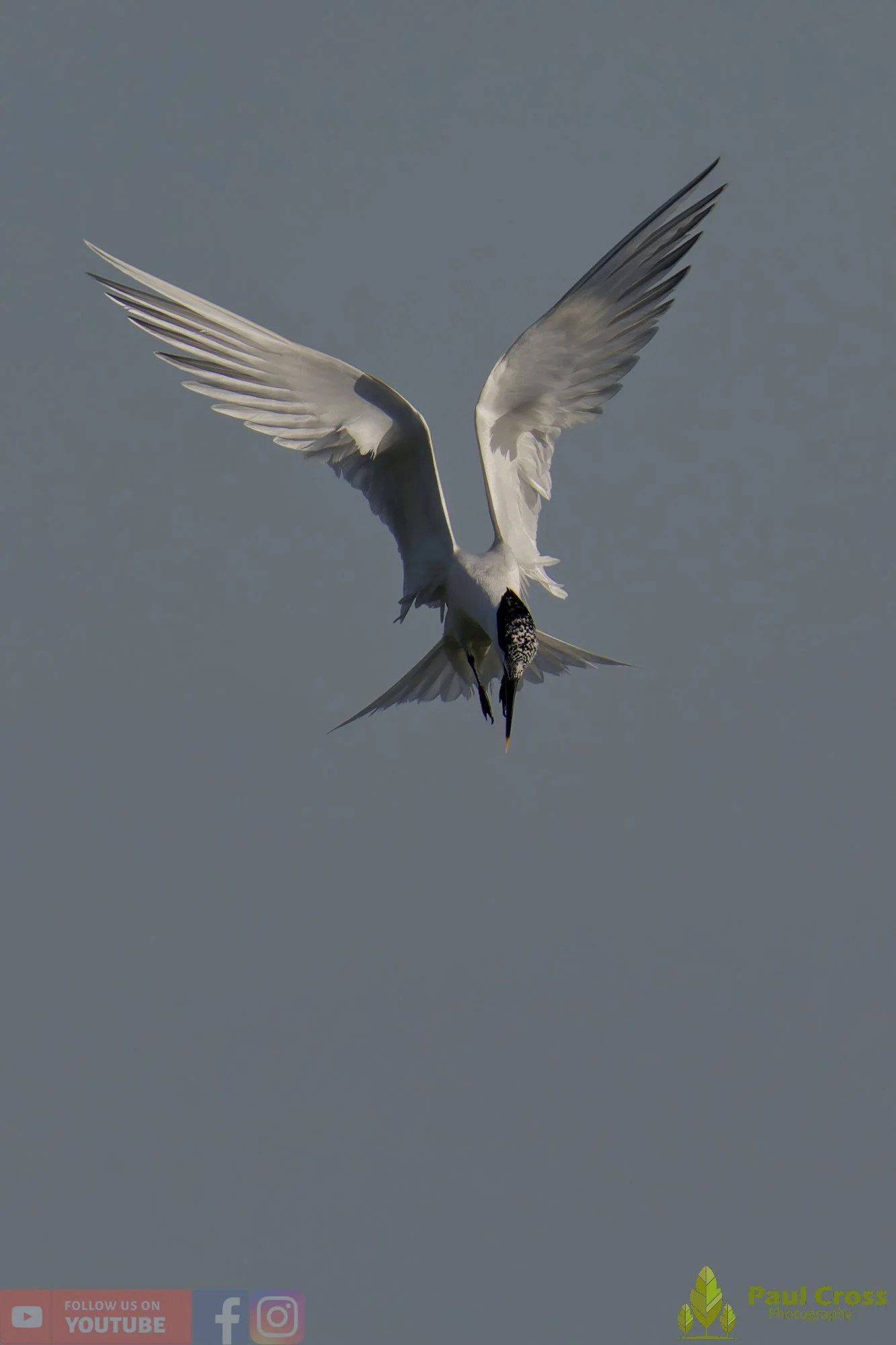 Sandwich Tern-00231.jpg