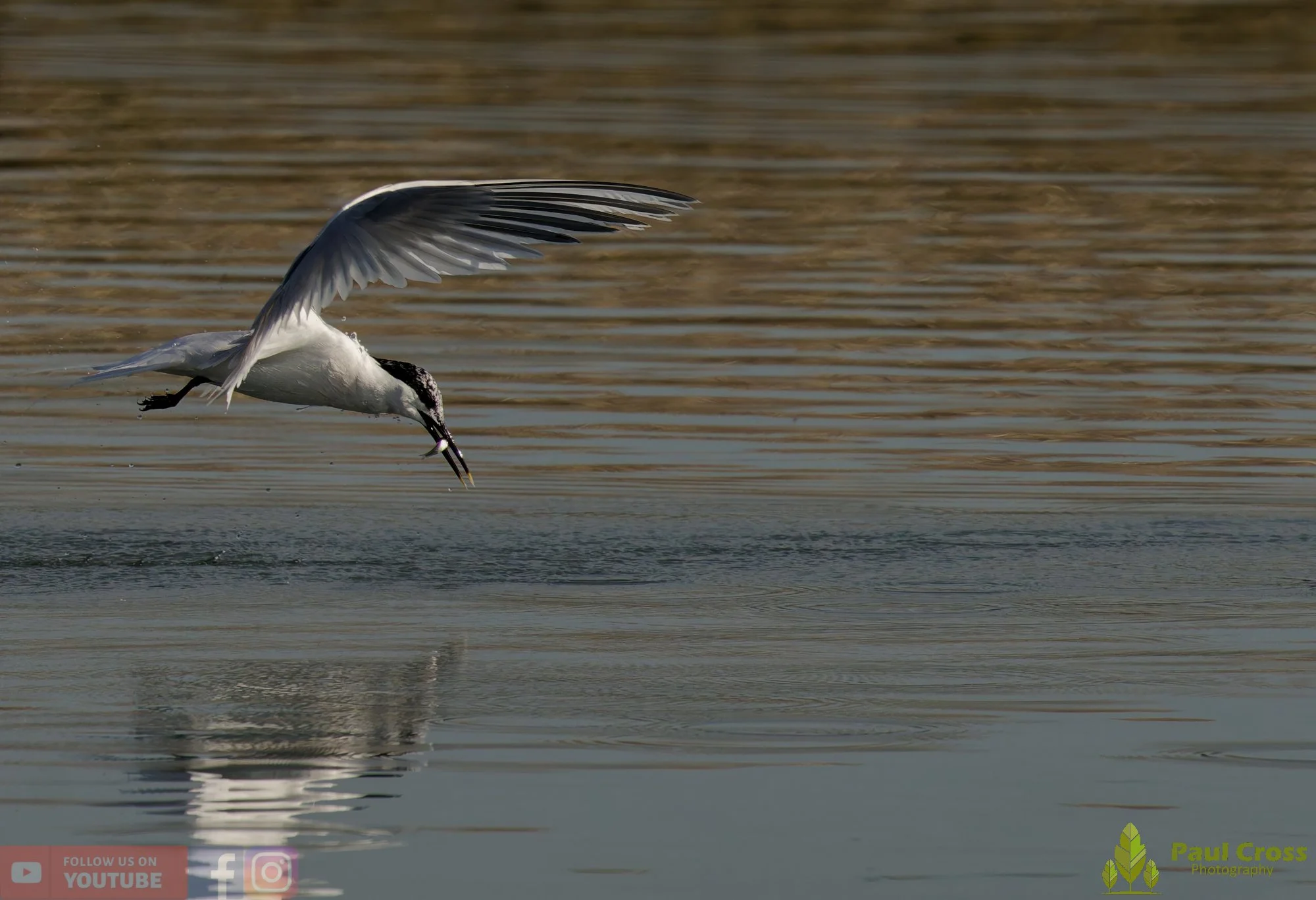 Sandwich Tern-00233.jpg