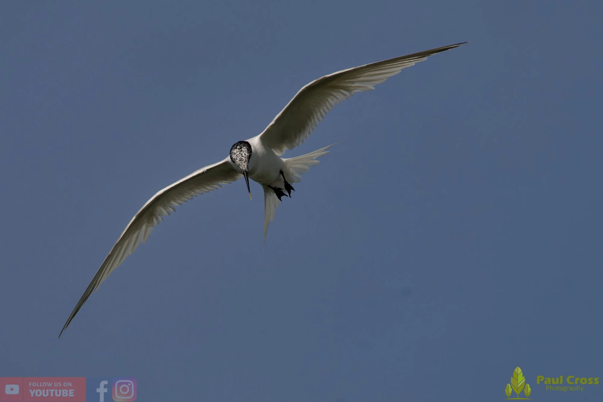 Sandwich Tern-00238.jpg