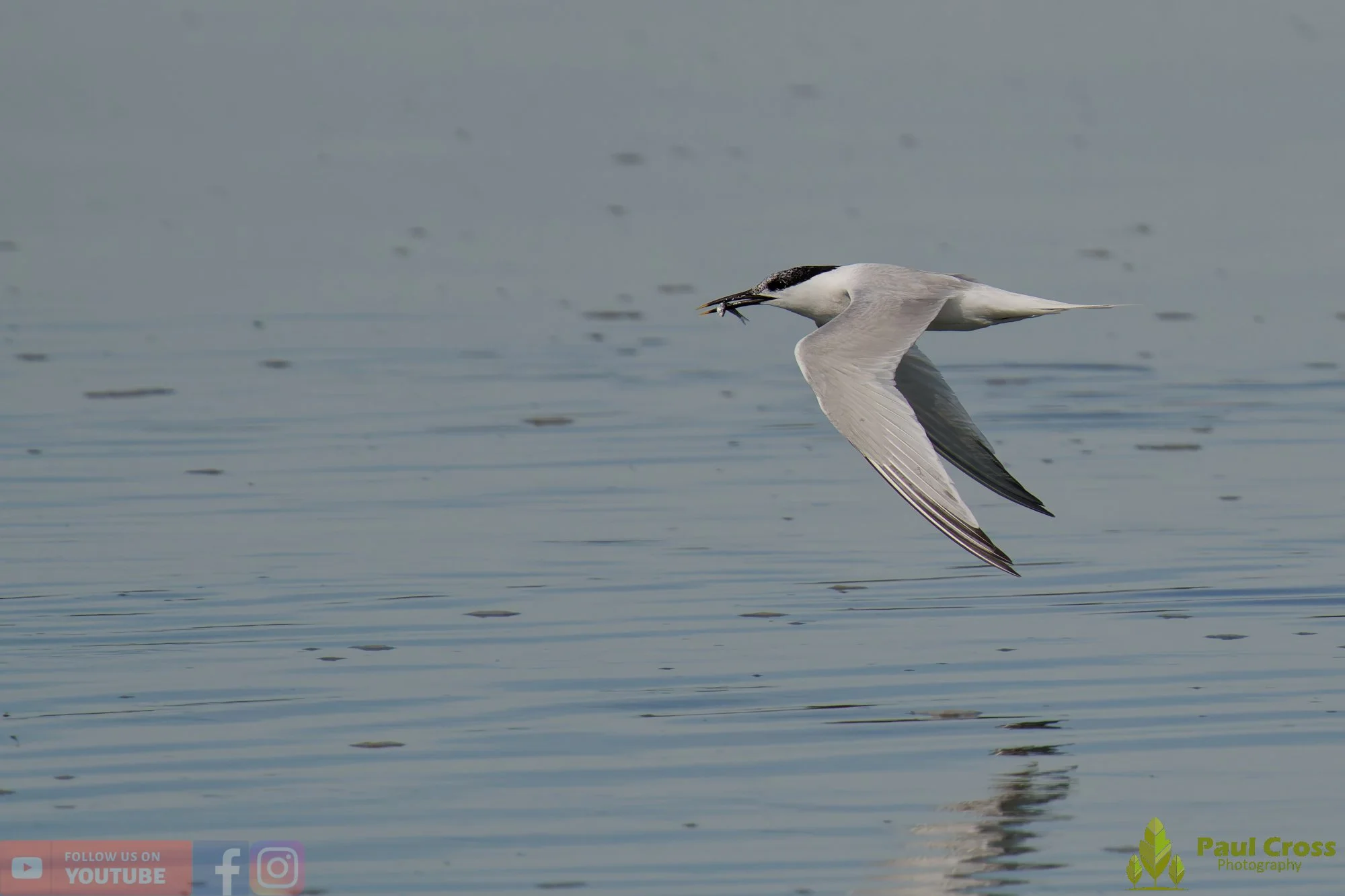 Sandwich Tern-00241.jpg