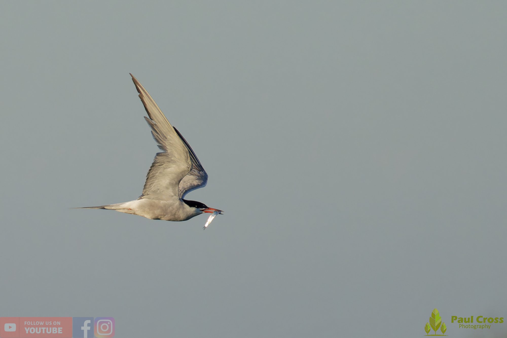 Common Tern-02223.jpg