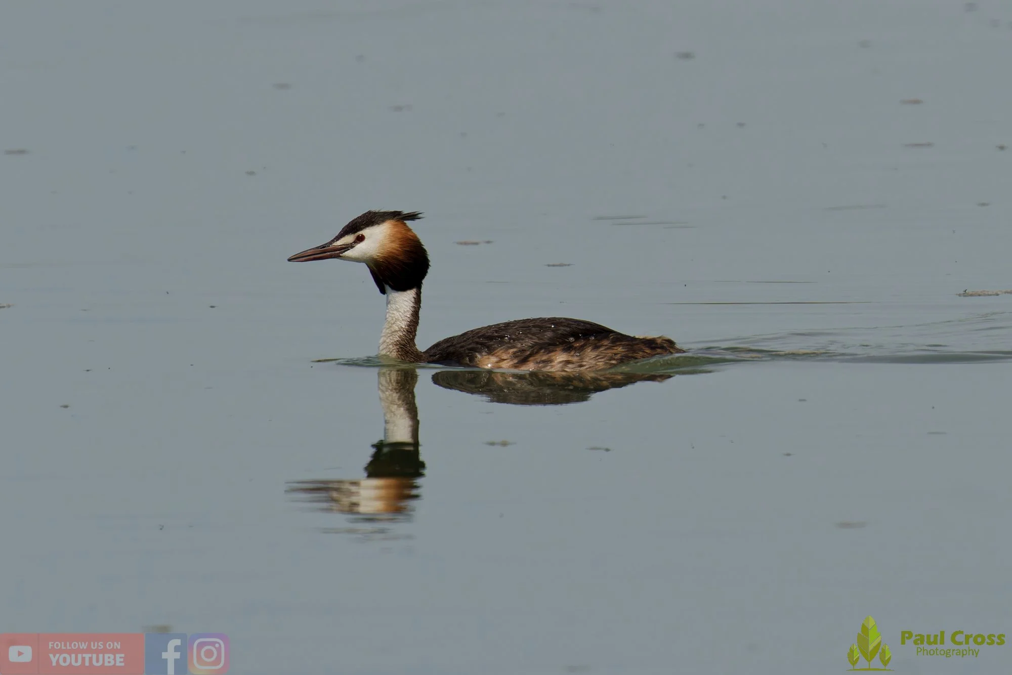 Great Crested Grebe-01204.jpg