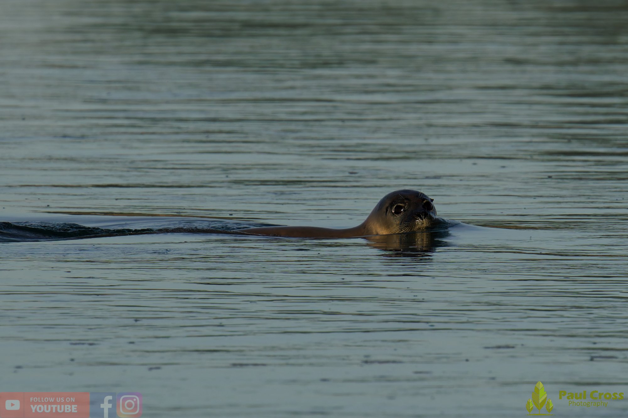 Harbour Seal-00037.jpg