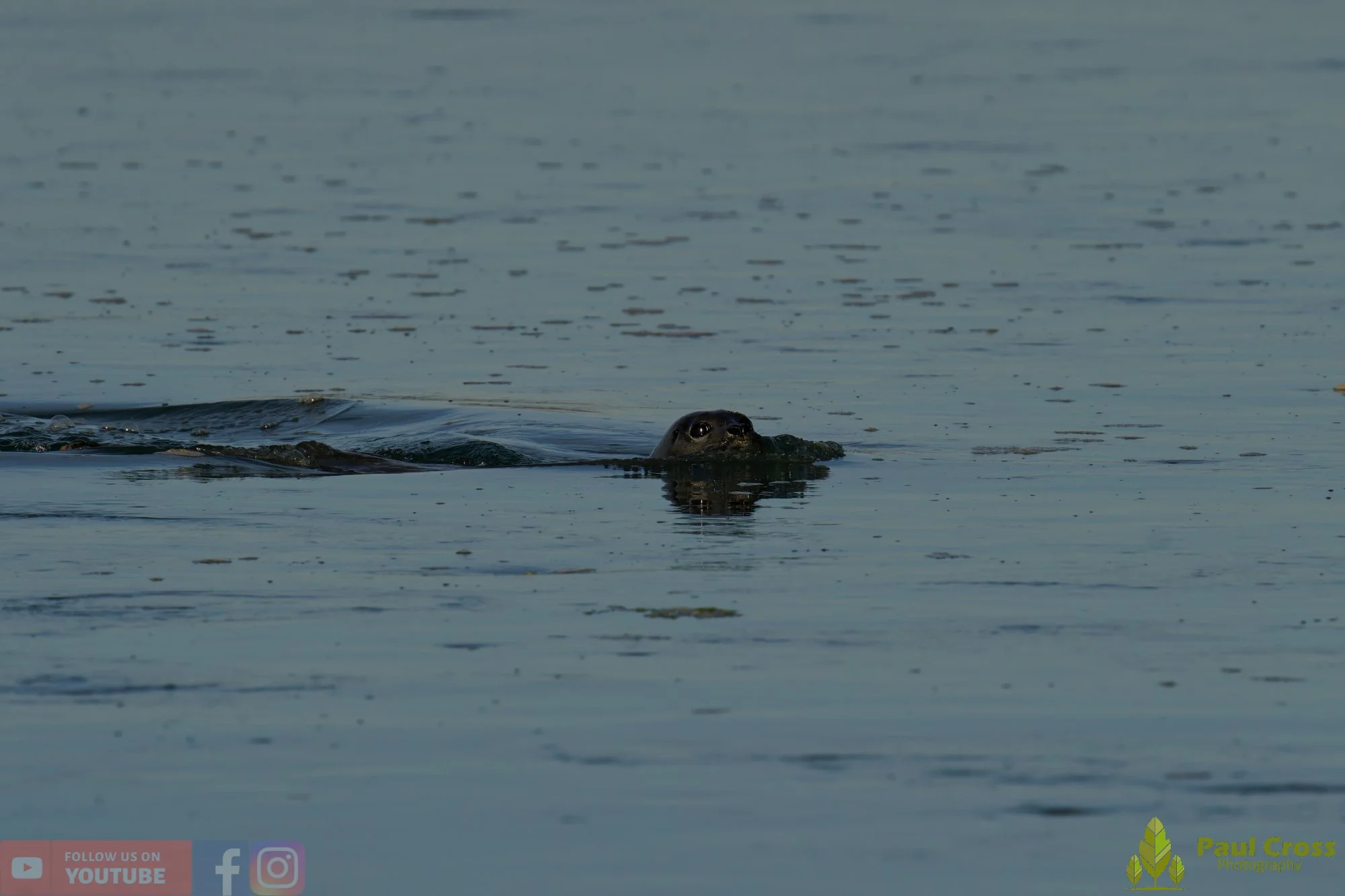 Harbour Seal-00038.jpg