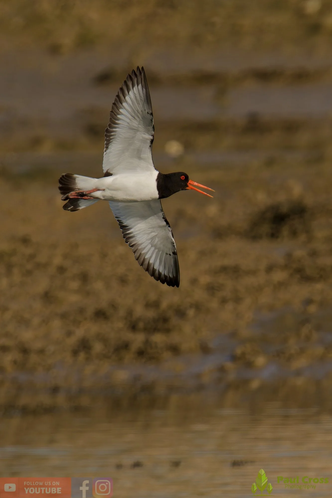 Oystercatcher-00485.jpg