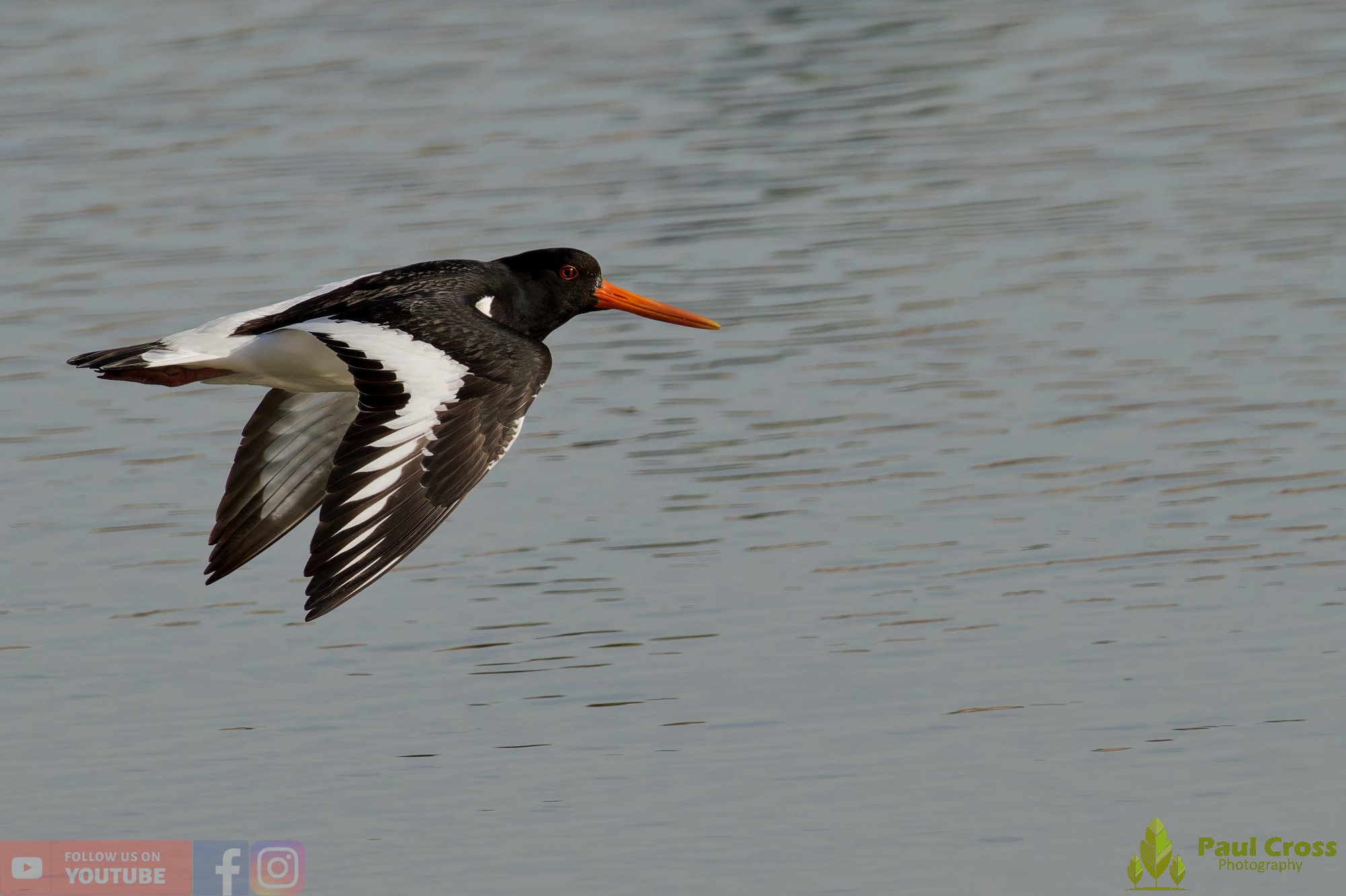 Oystercatcher-00486.jpg