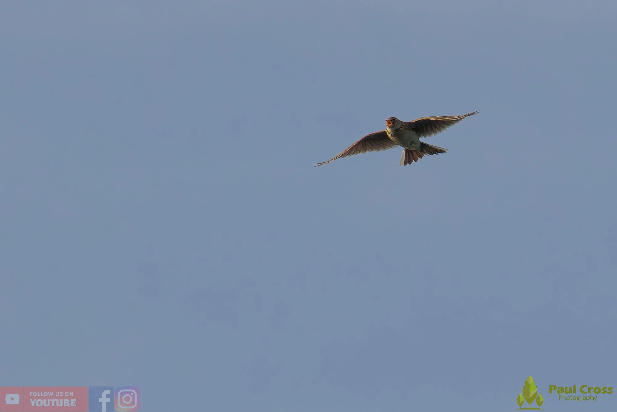 Skylark-00015.jpg