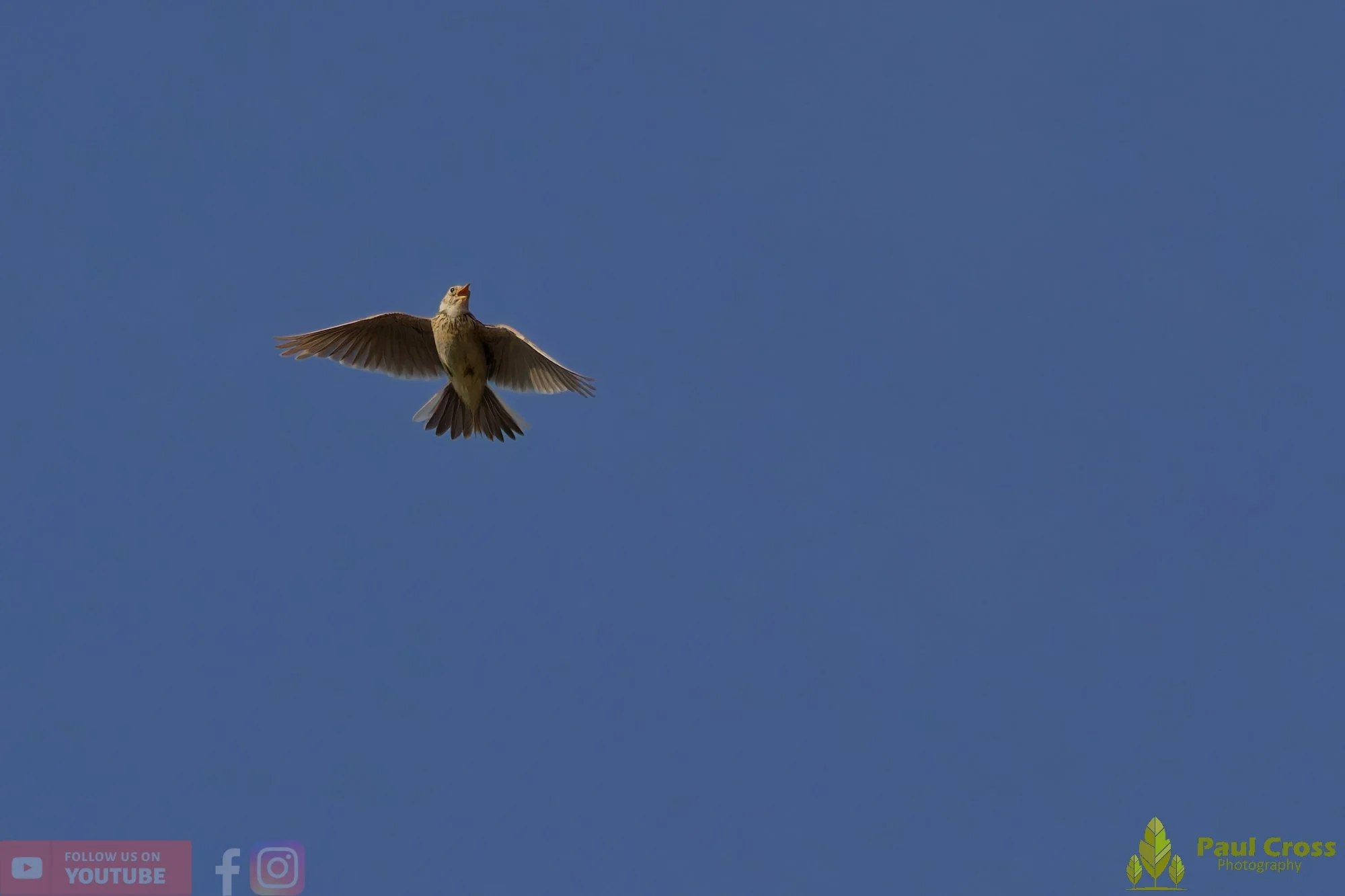 Skylark-00016.jpg