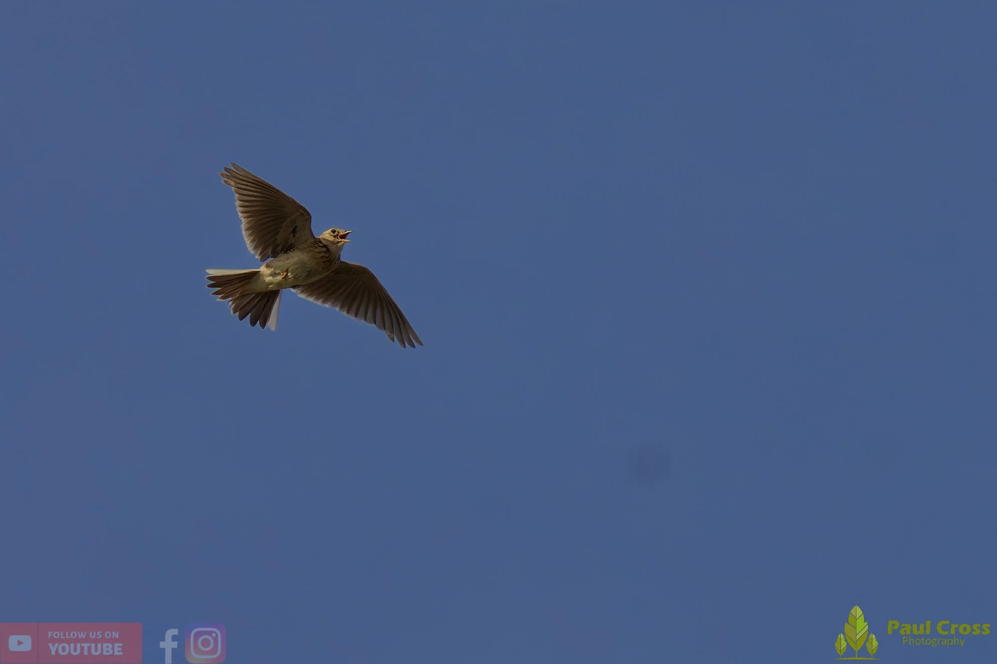 Skylark-00017.jpg