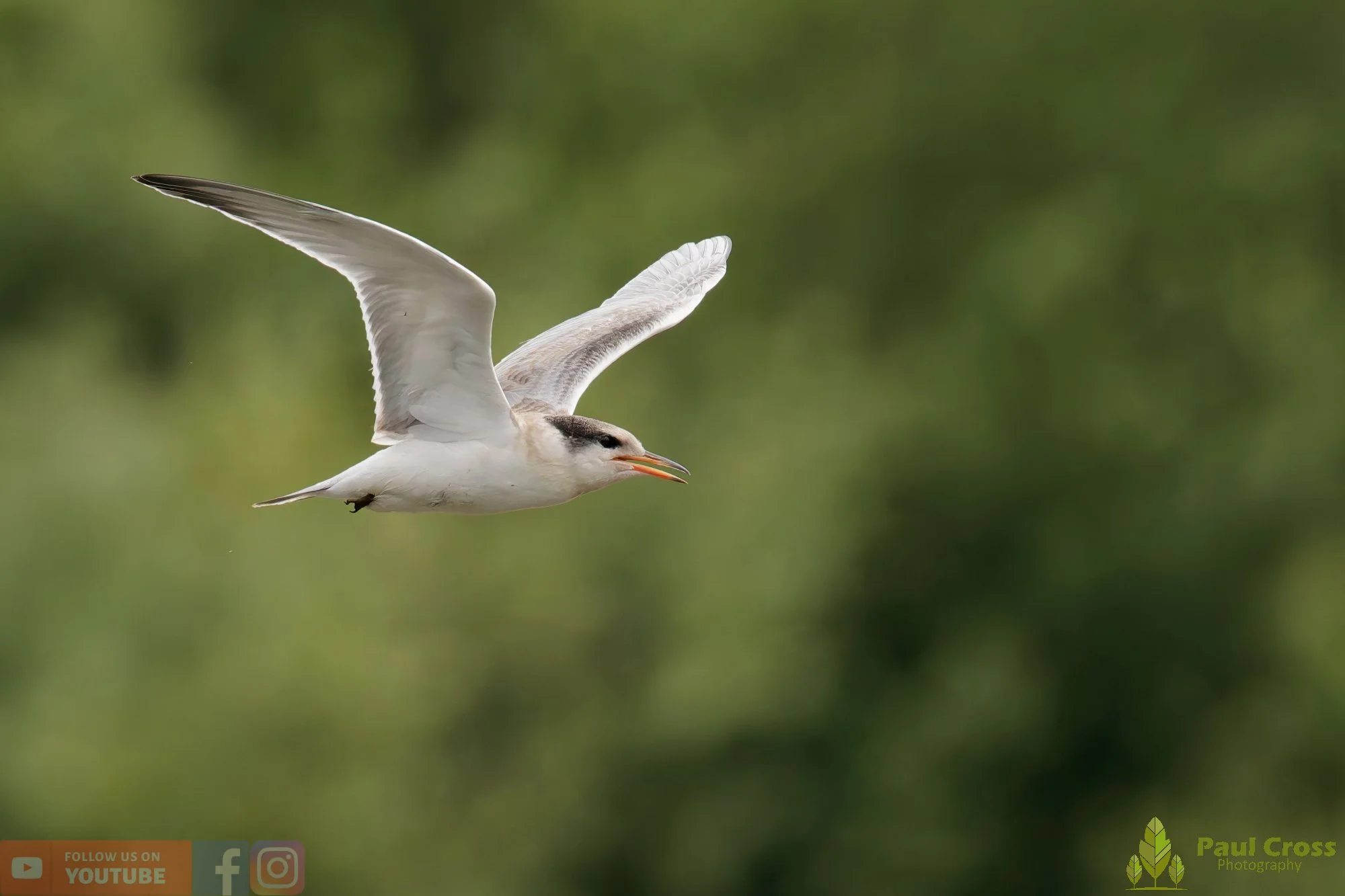 Common Tern-02225.jpg