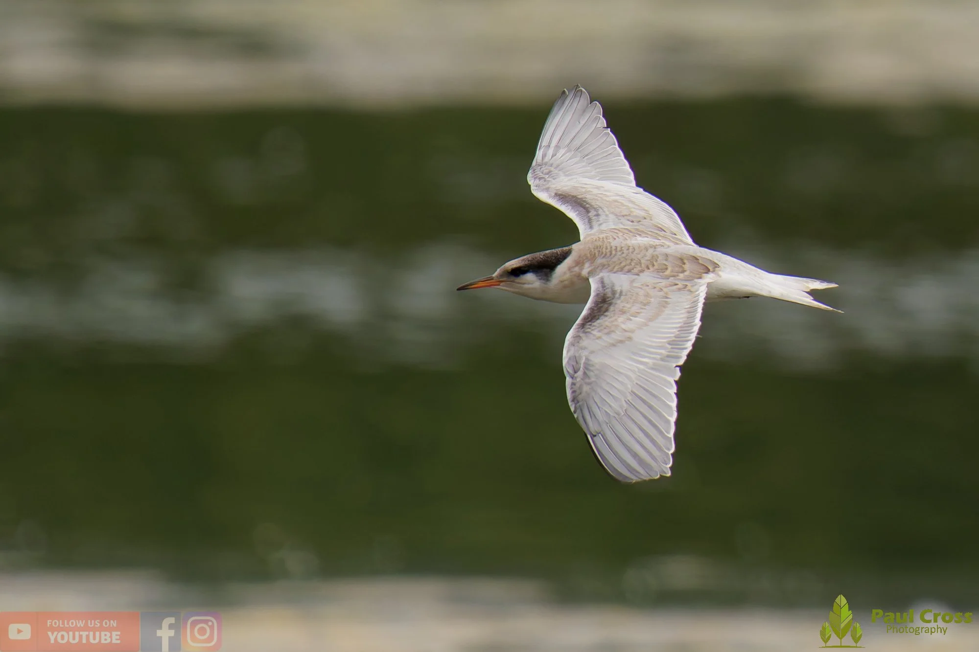 Common Tern-02227.jpg