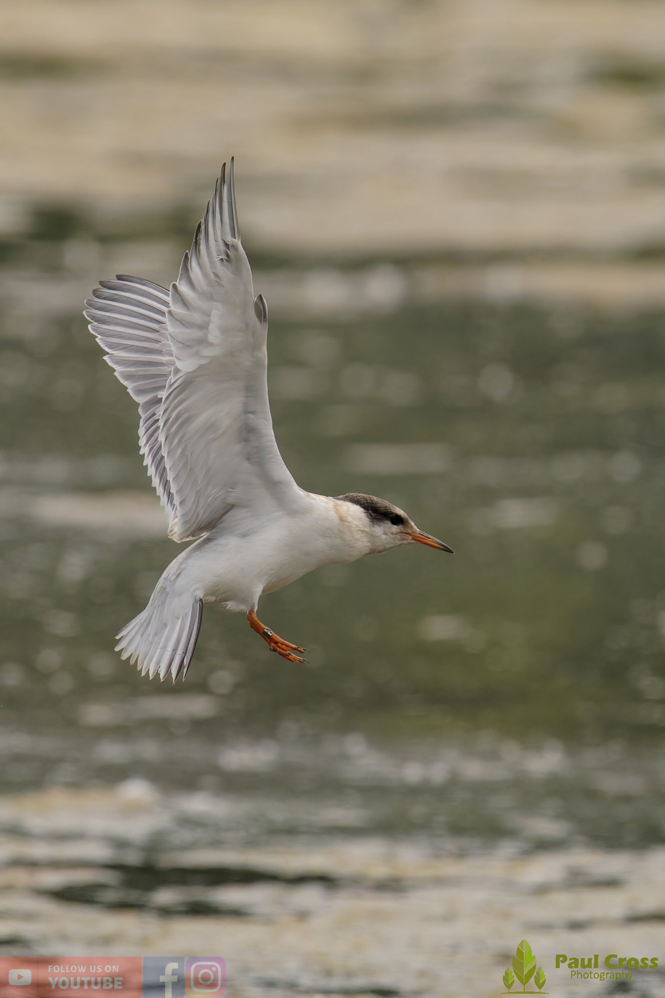 Common Tern-02230.jpg