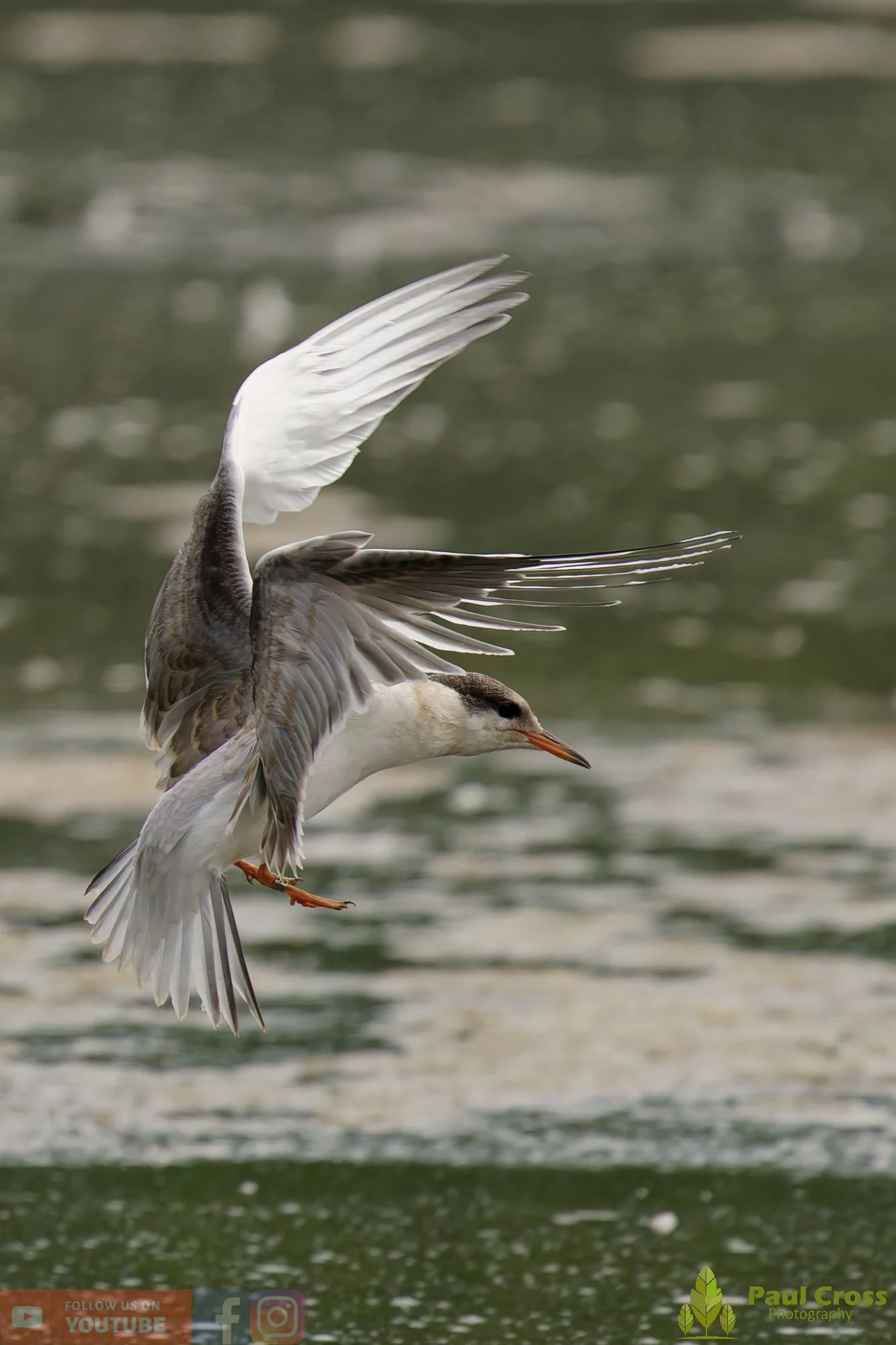 Common Tern-02232.jpg