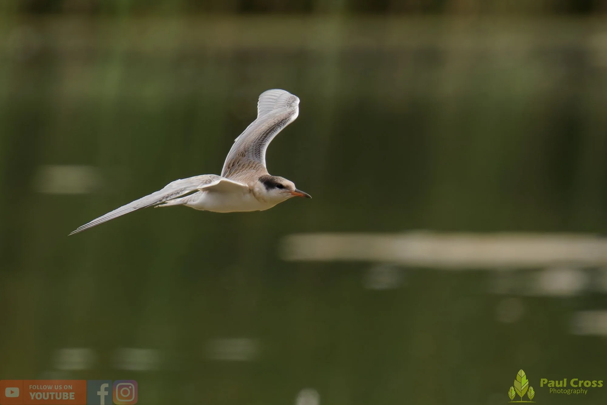 Common Tern-02237.jpg