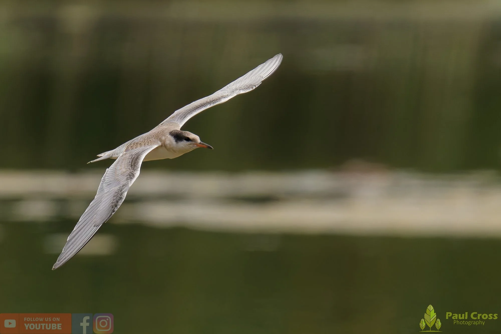 Common Tern-02238.jpg