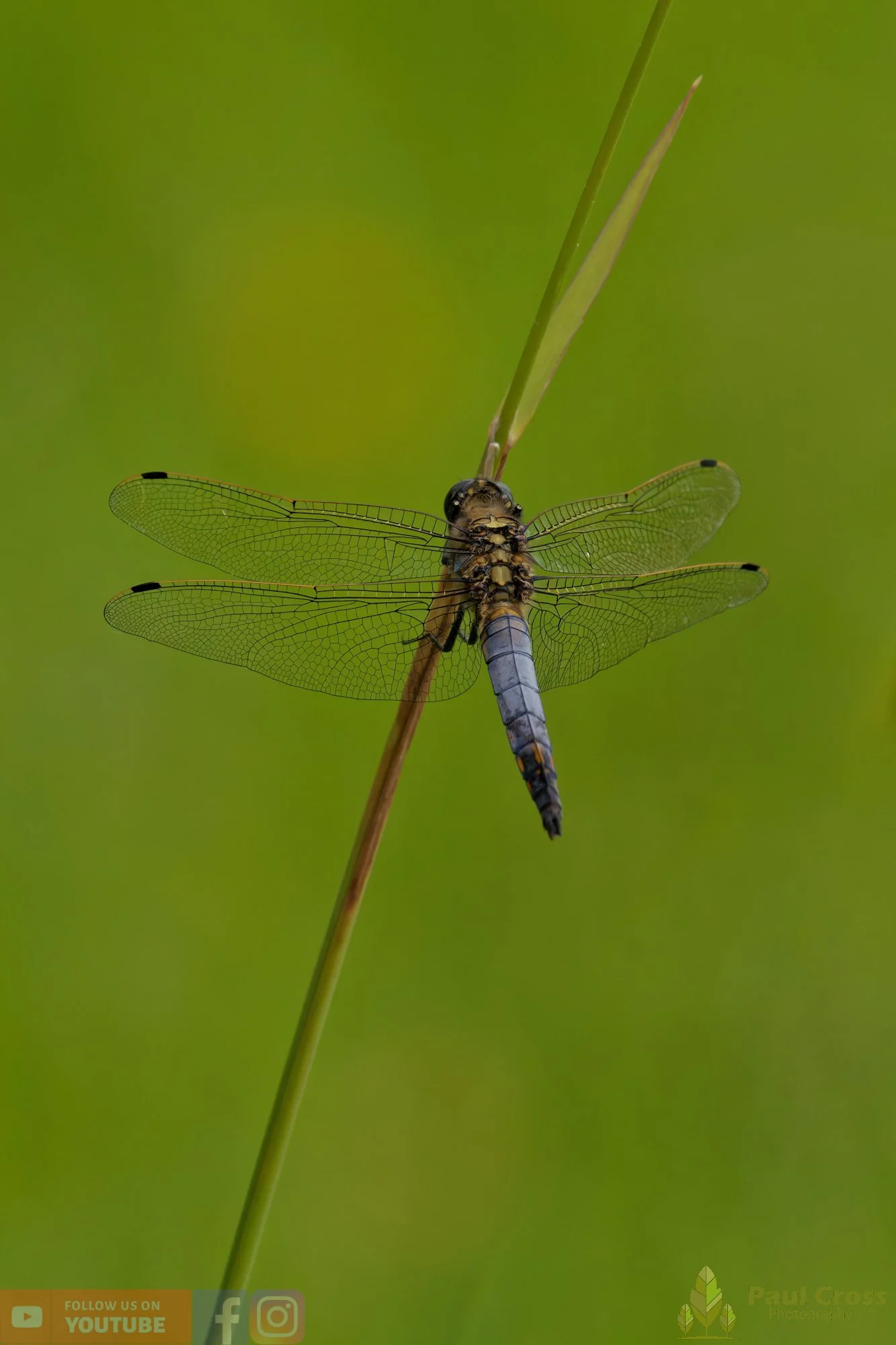 Broad-Bodied Chaser-00098.jpg