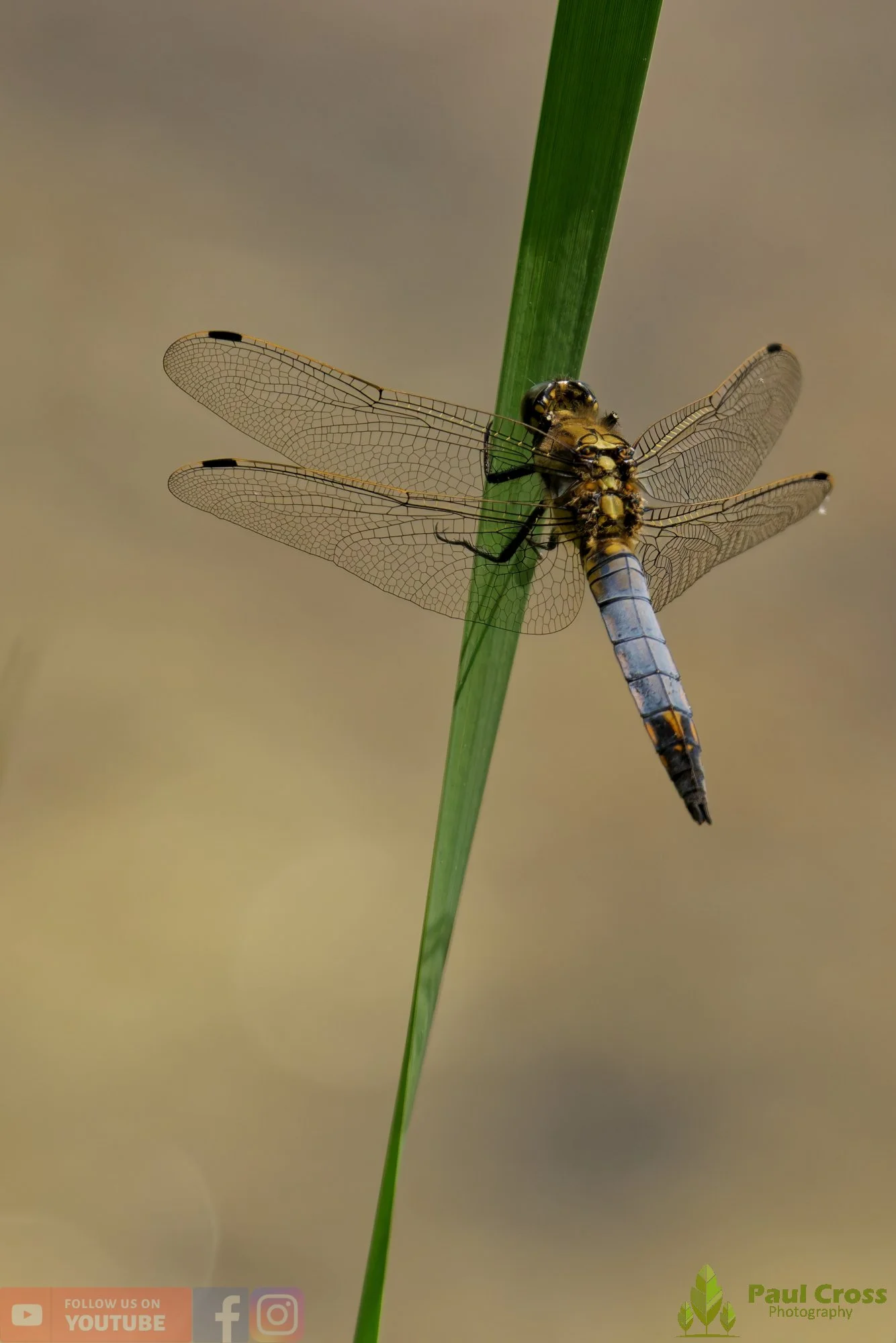 Broad-Bodied Chaser-00099.jpg