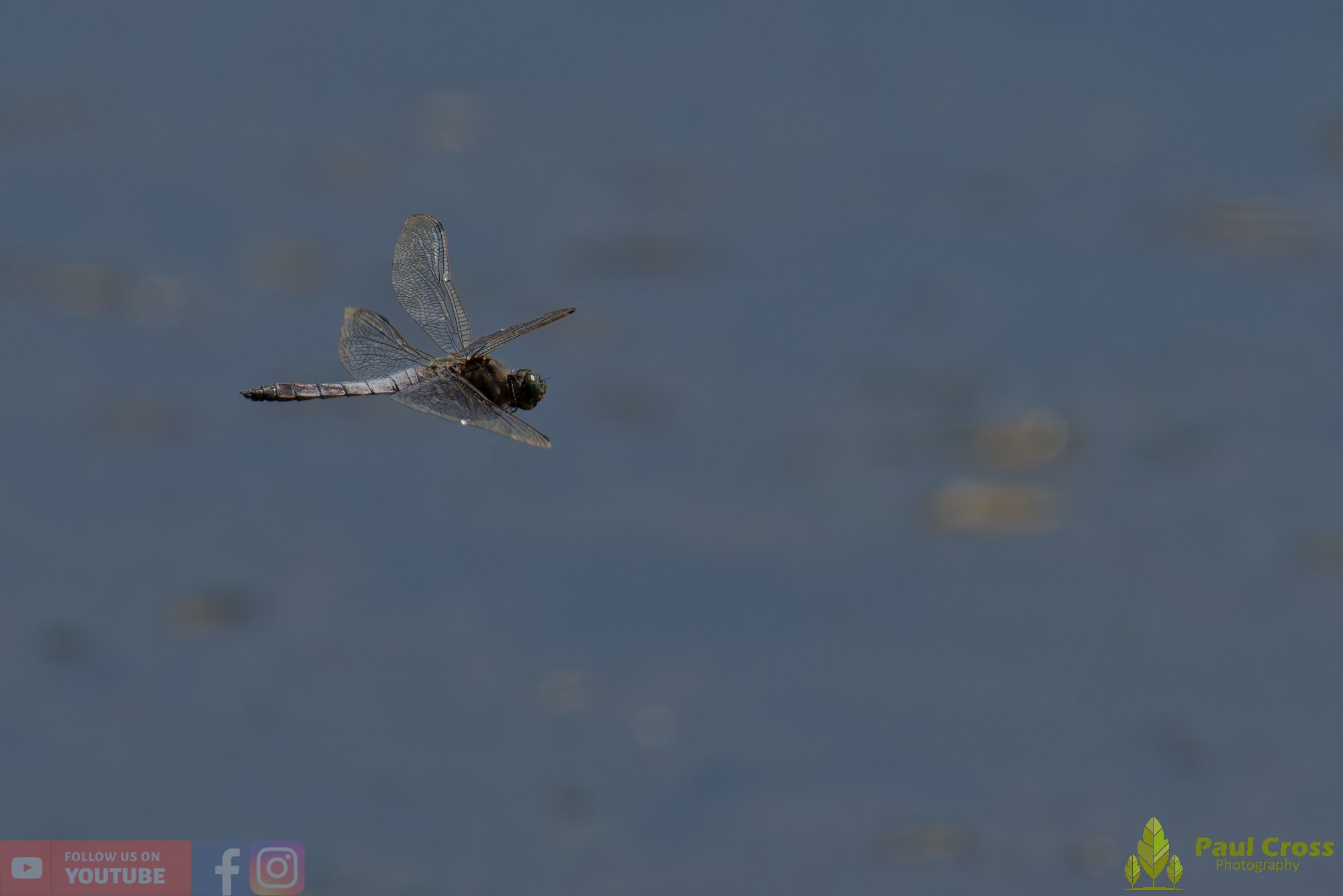 Broad-Bodied Chaser-00100.jpg