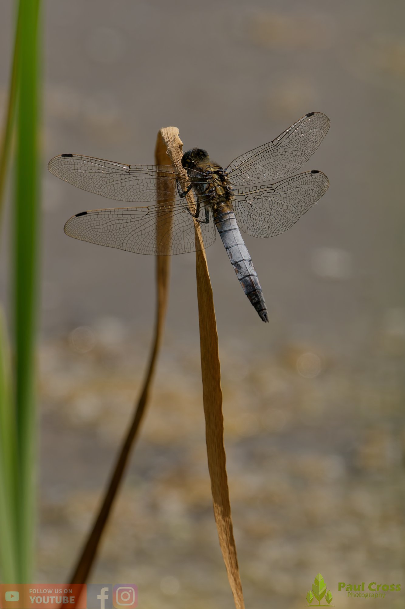 Broad-Bodied Chaser-00101.jpg