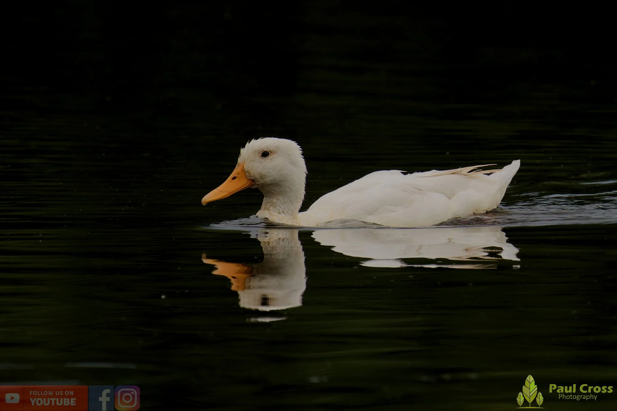 Aylesbury Duck-00036.jpg