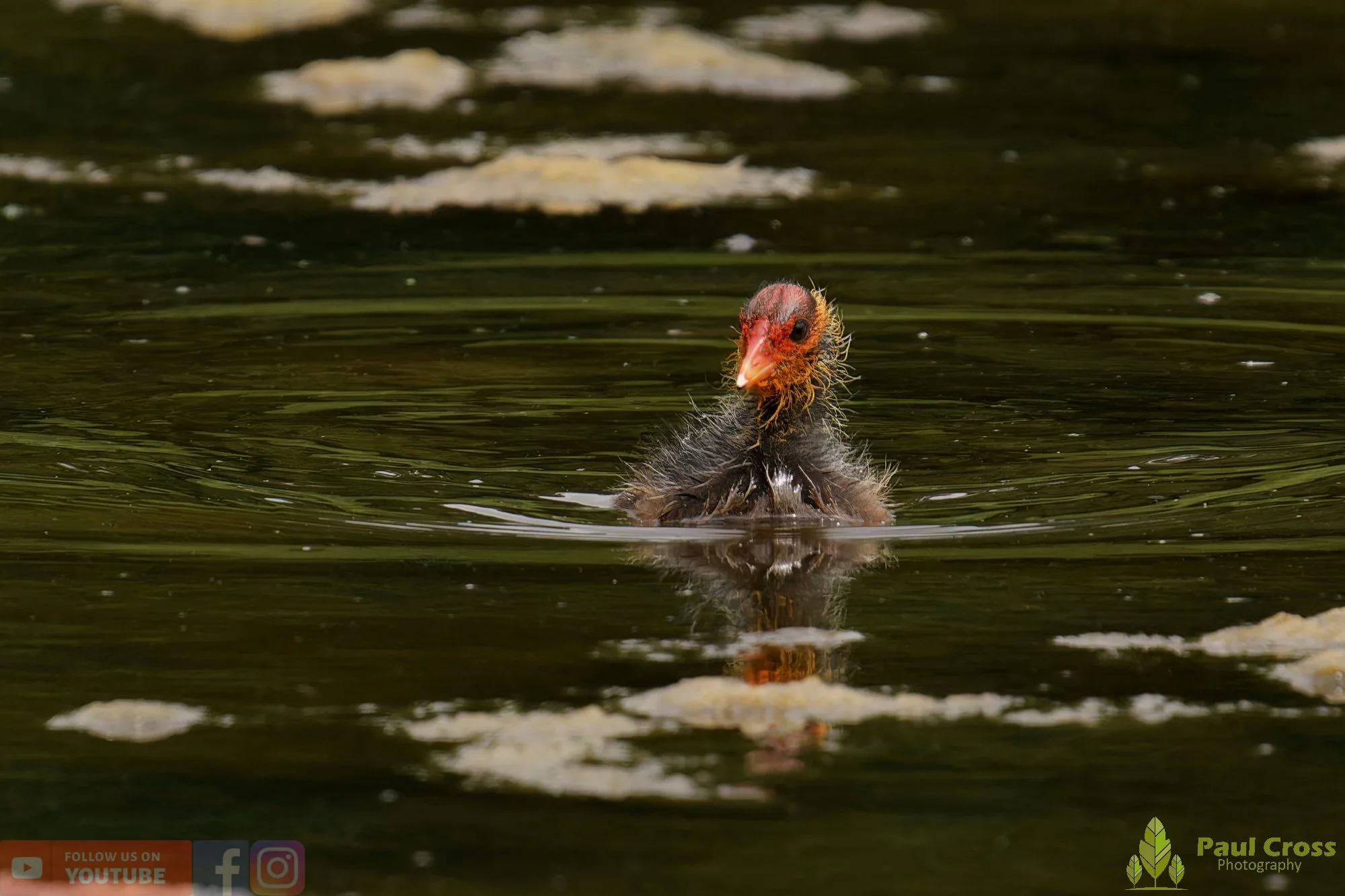 Coot-00650.jpg
