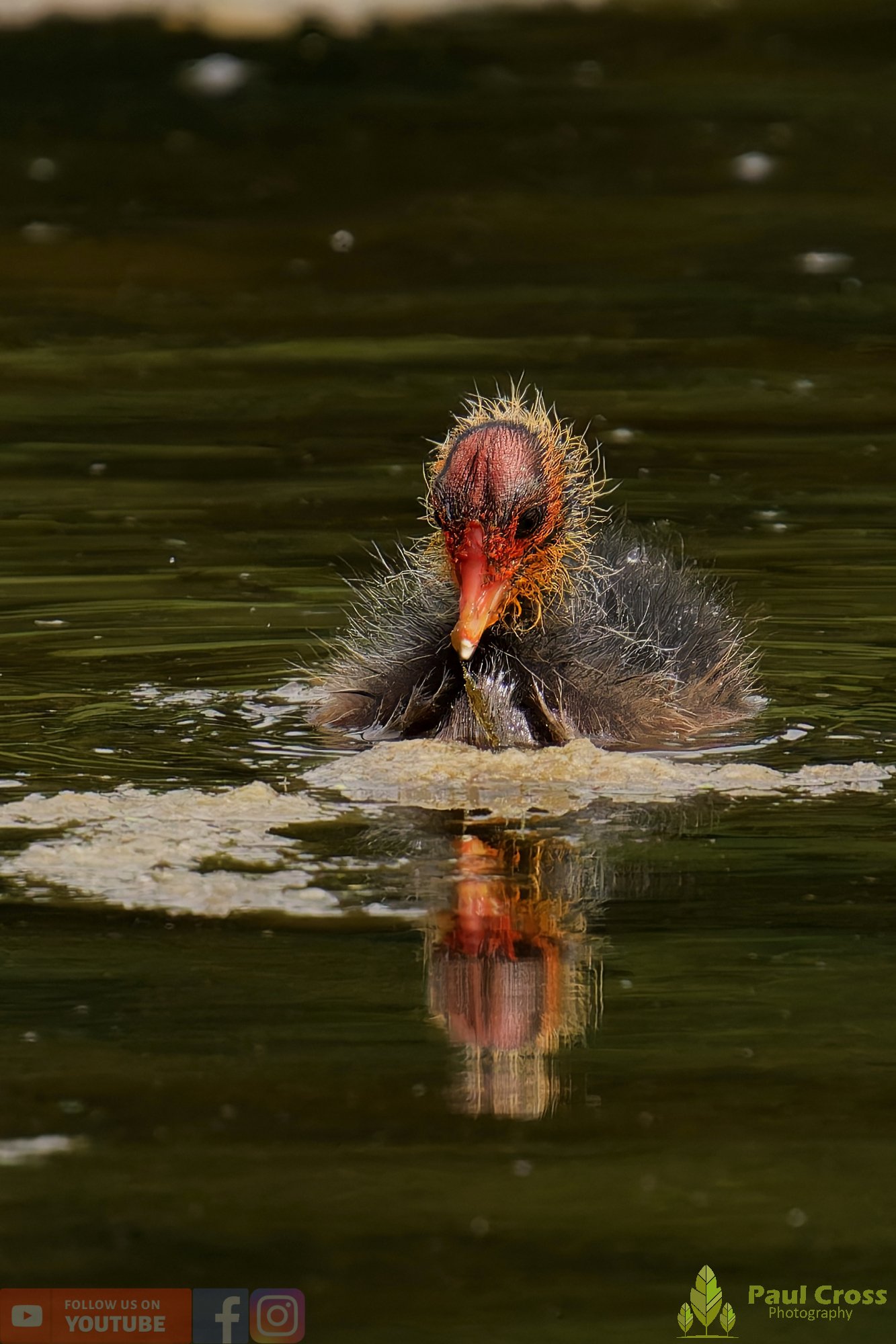 Coot-00651.jpg