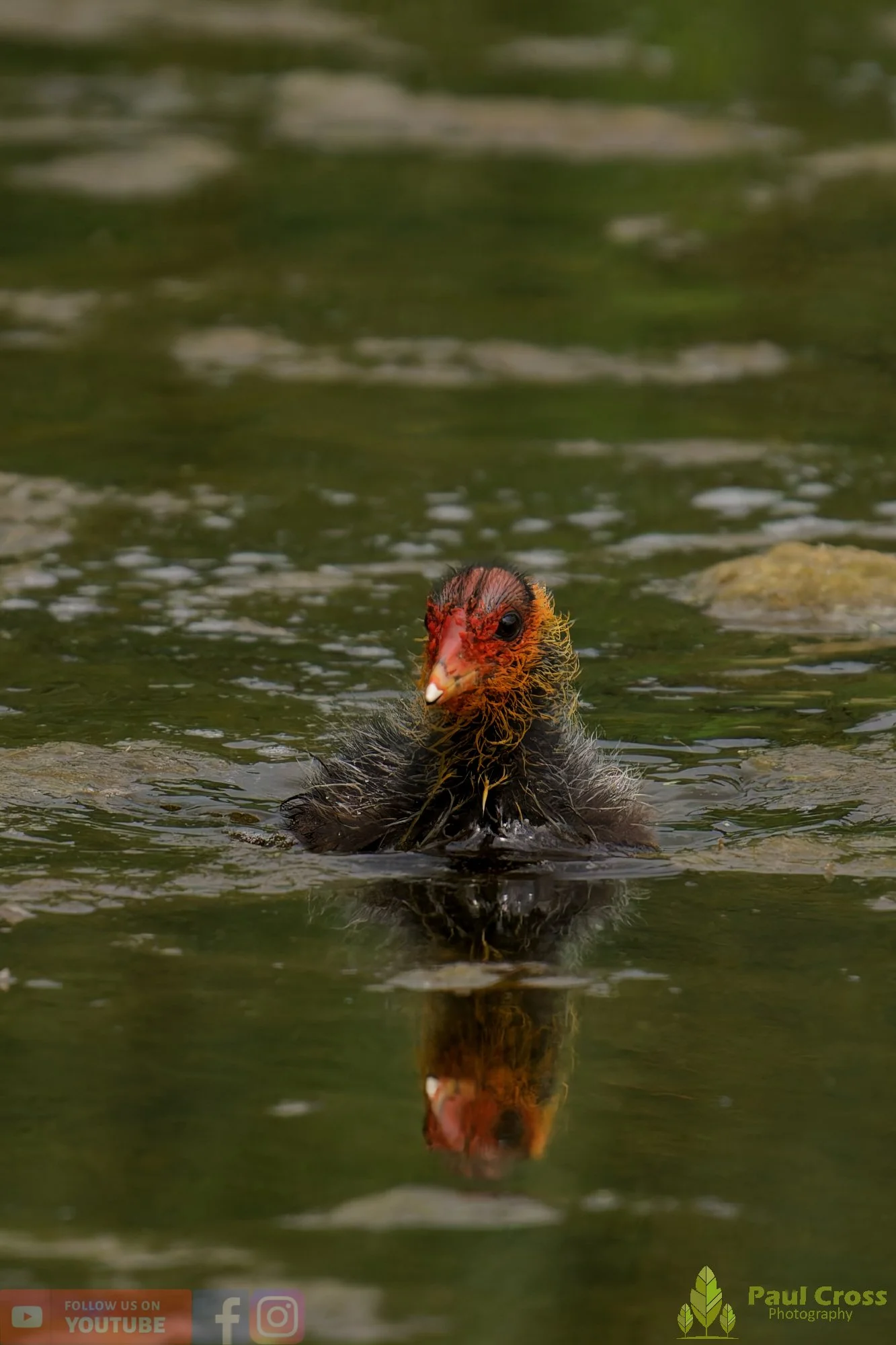 Coot-00652.jpg