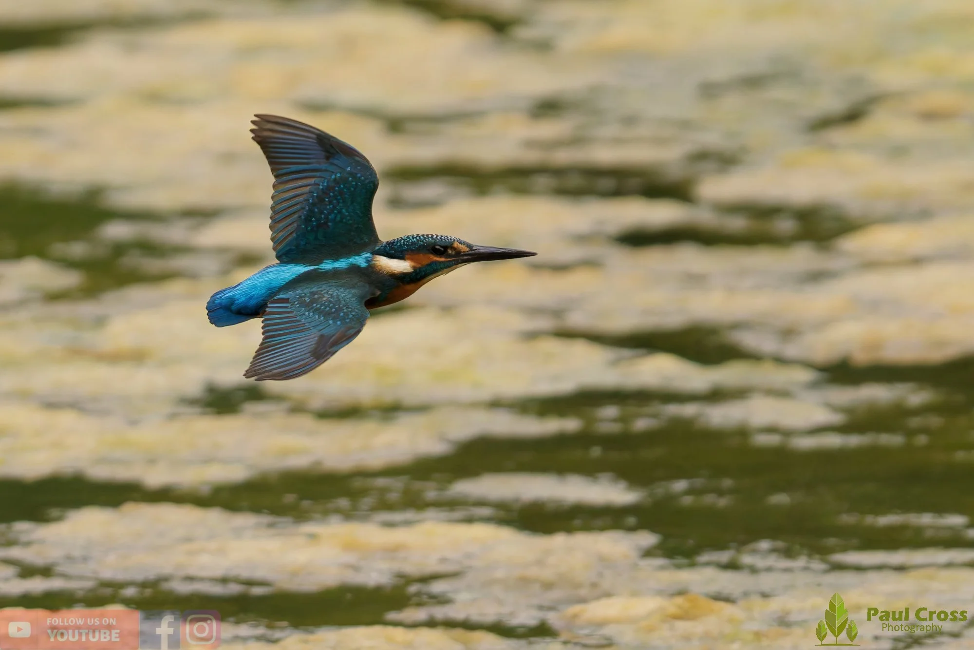 Kingfisher-00782.jpg