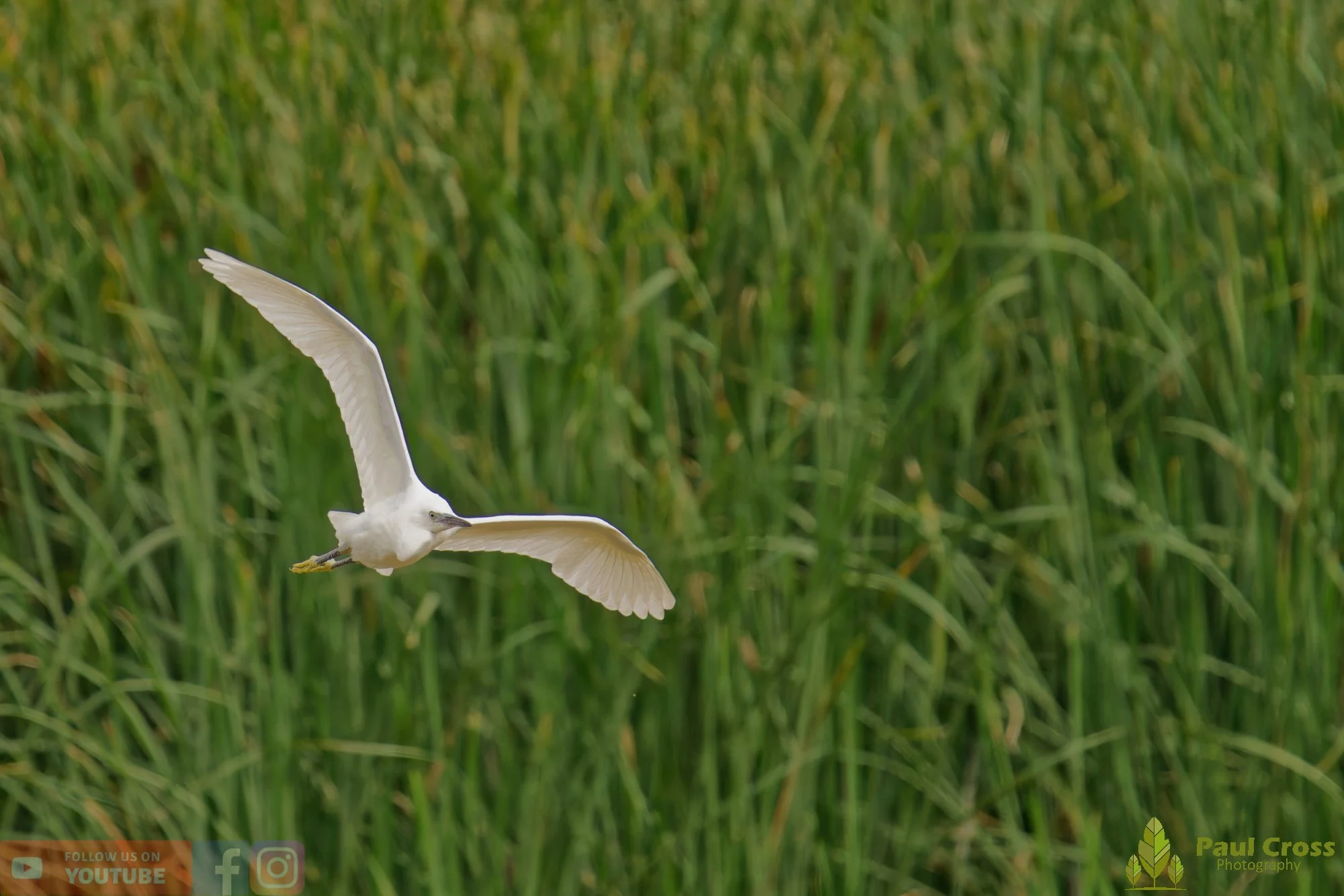 Little Egret-00578.jpg